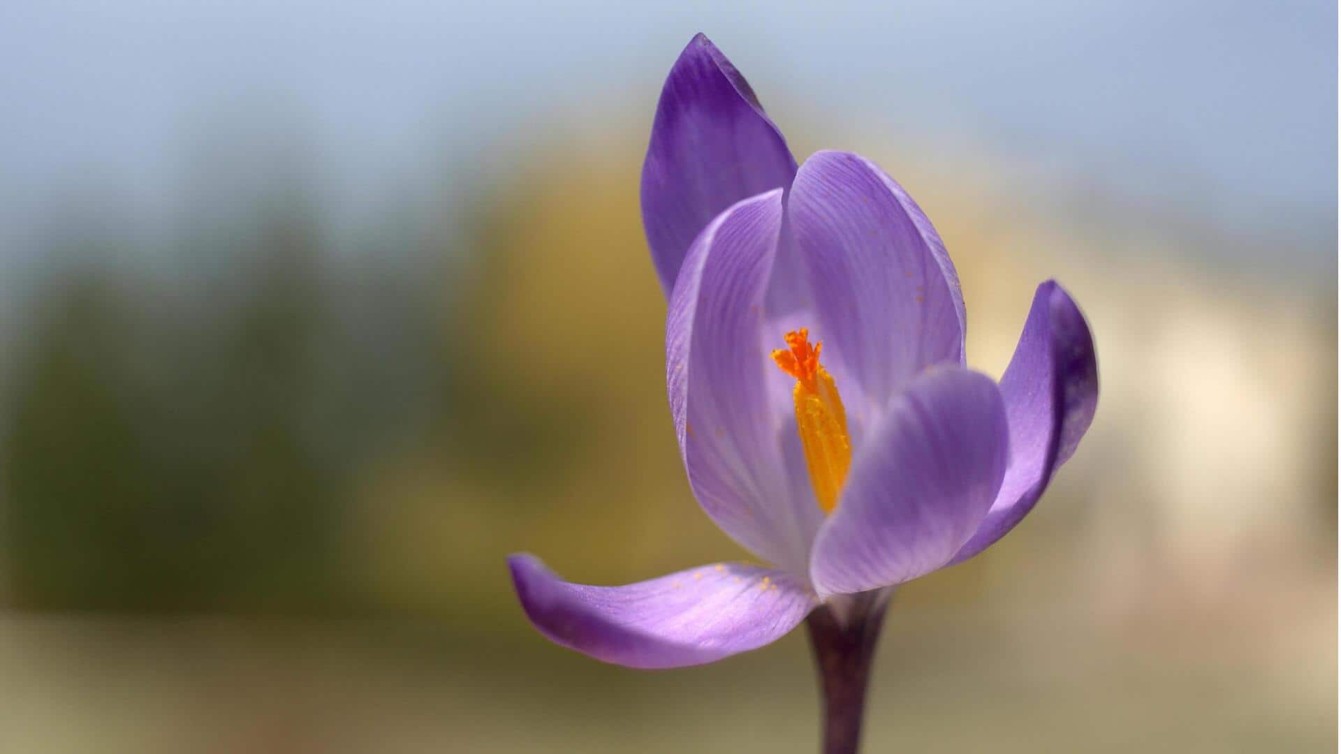 Menanam Crocus Saffron di Dalam Ruangan Sepanjang Tahun