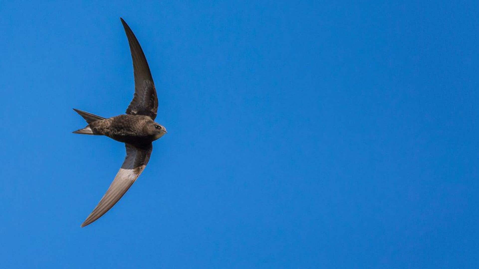 Memahami Sinyal dan Panggilan dari Burung Swift