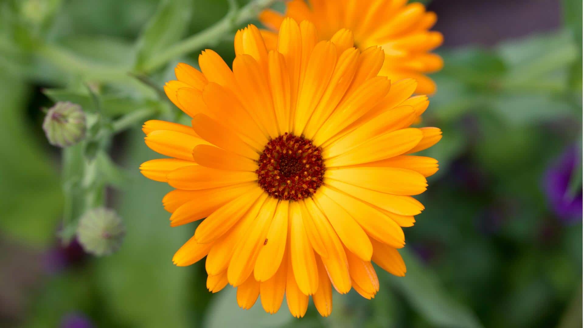 Menanam Kalendula di Dalam Ruangan Sepanjang Tahun