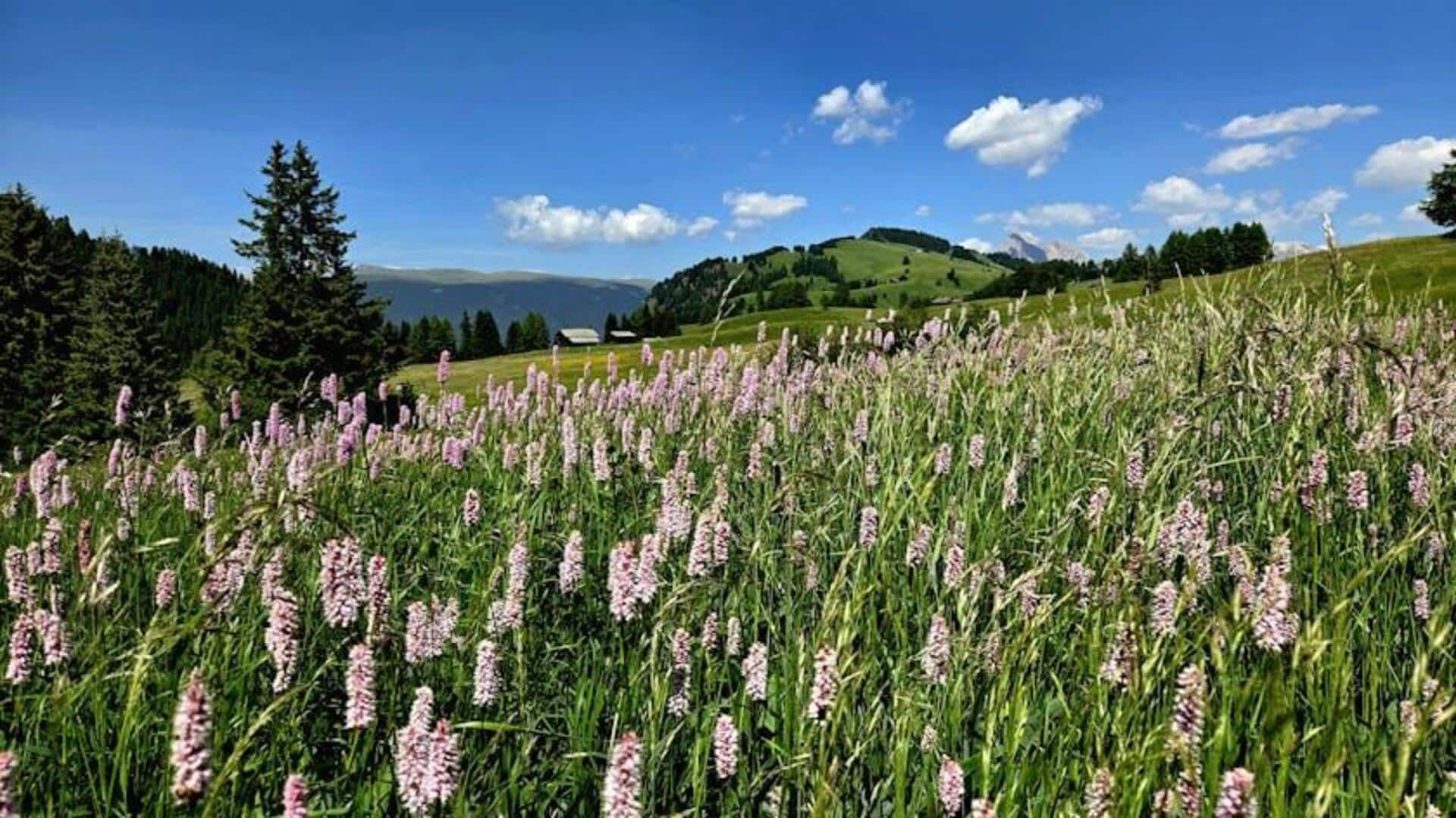 Menikmati Keindahan Padang Rumput Alpen Austria Menikmati Keindahan Padang Rumput Alpen Austria