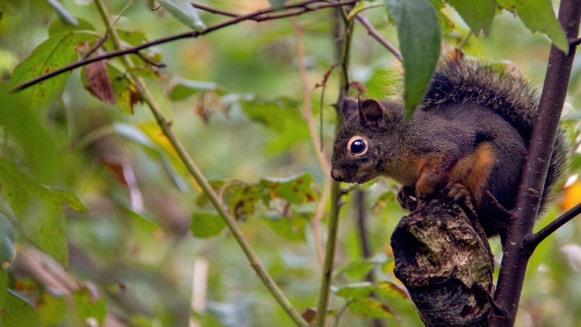 Navigasi Unik Tupai: Teknik Menemukan Jalur Terbaik di Hutan