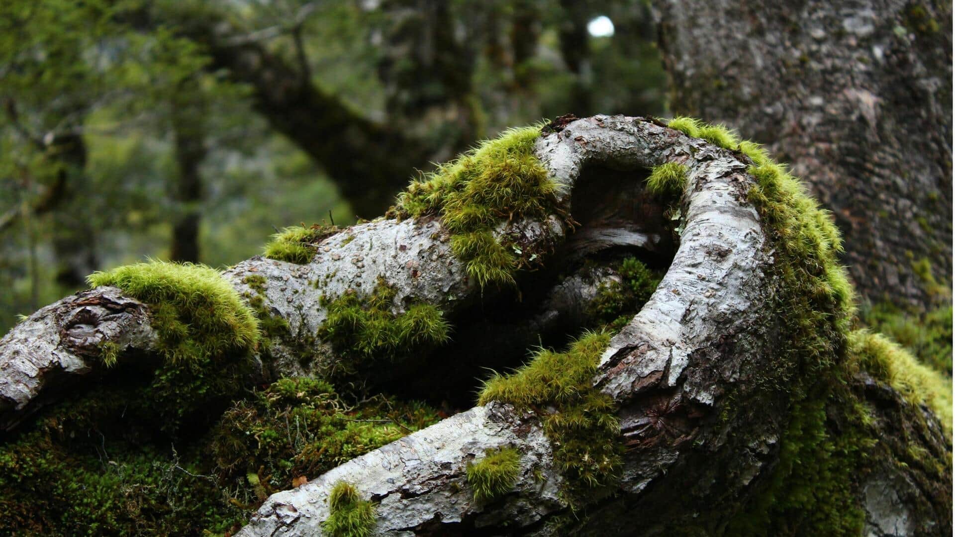 Peran Tak Terduga Lichen dalam Memantau Kualitas Udara