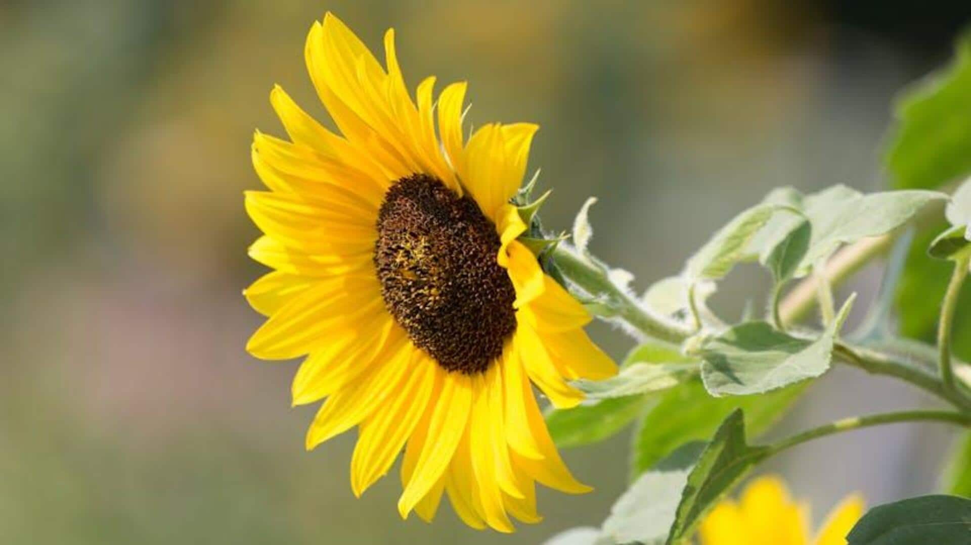 Menumbuhkan Bunga Matahari yang Subur