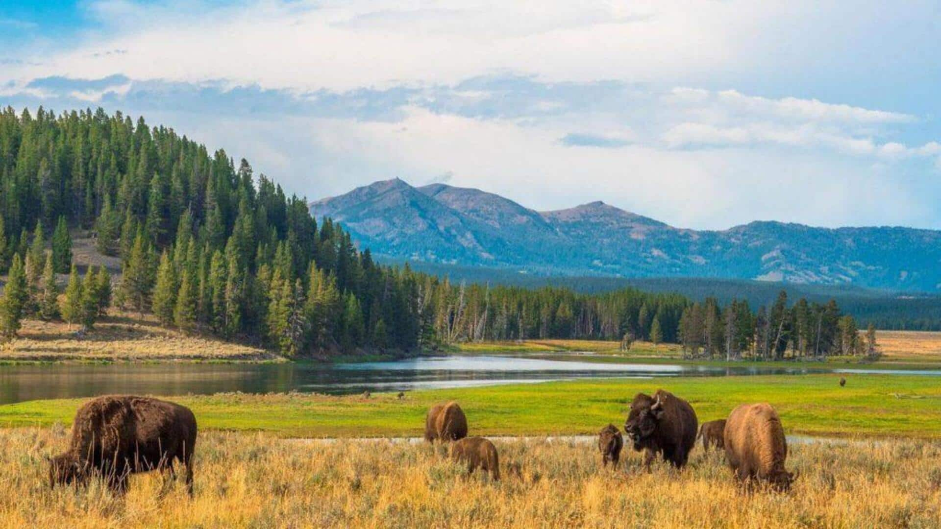 5 Barang Yang Wajib Anda Bawa Ketika Berkemah Di Yellowstone