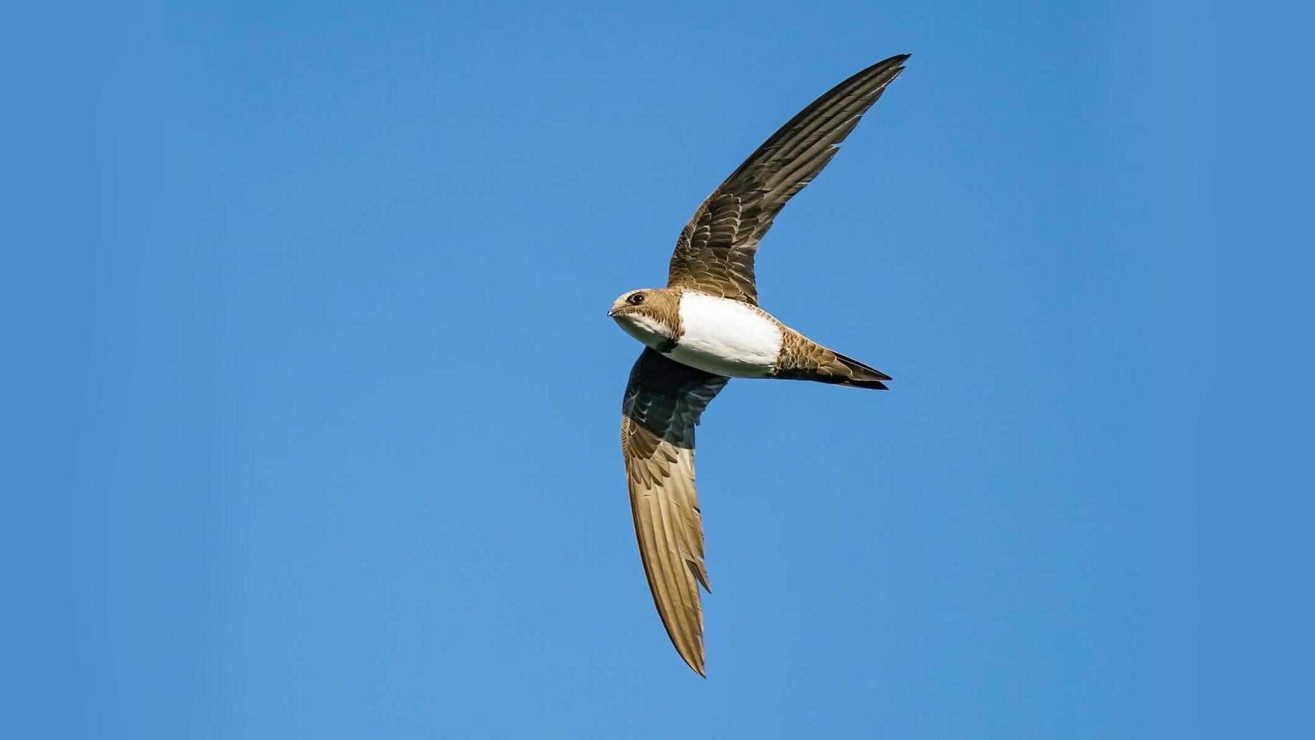 Adaptasi Unik Burung Swift yang Jarang Diketahui