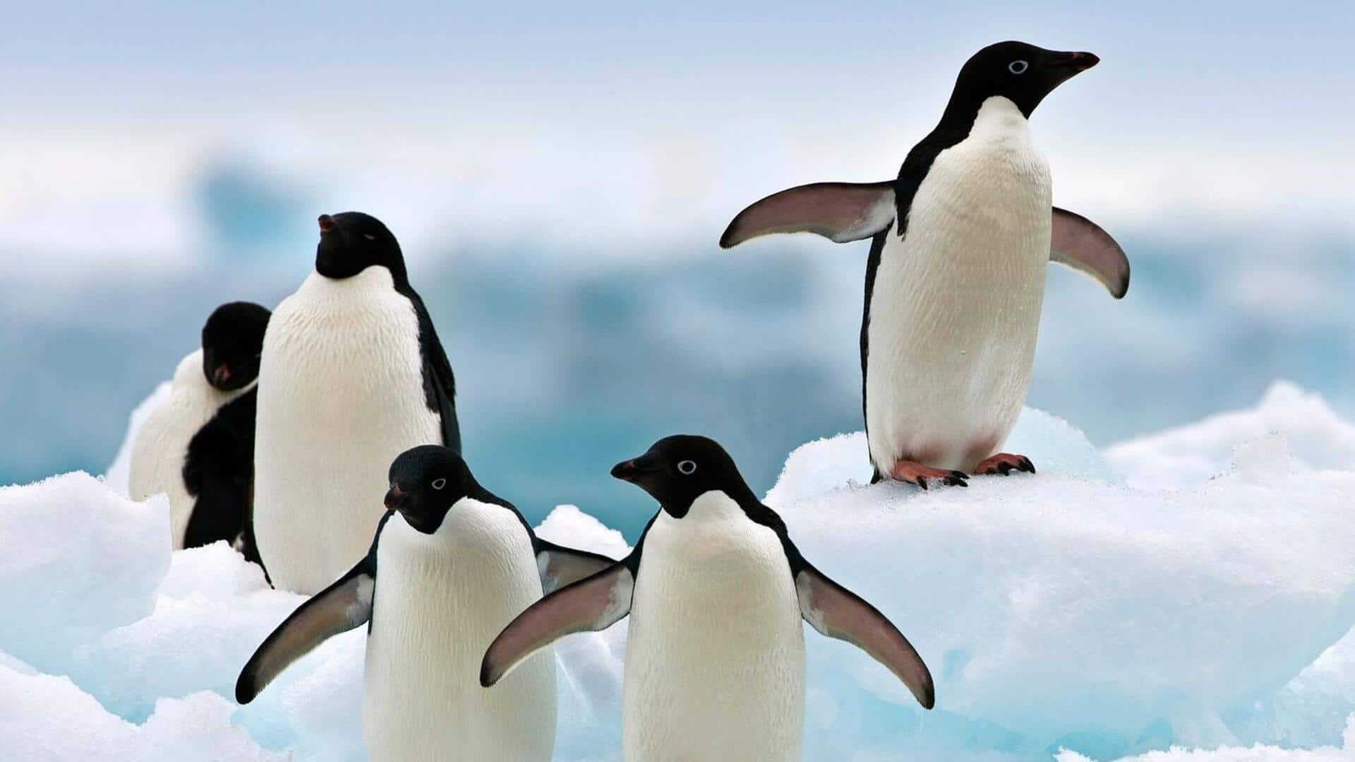 Kebiasaan Unik Penguin Adelie di Antartika