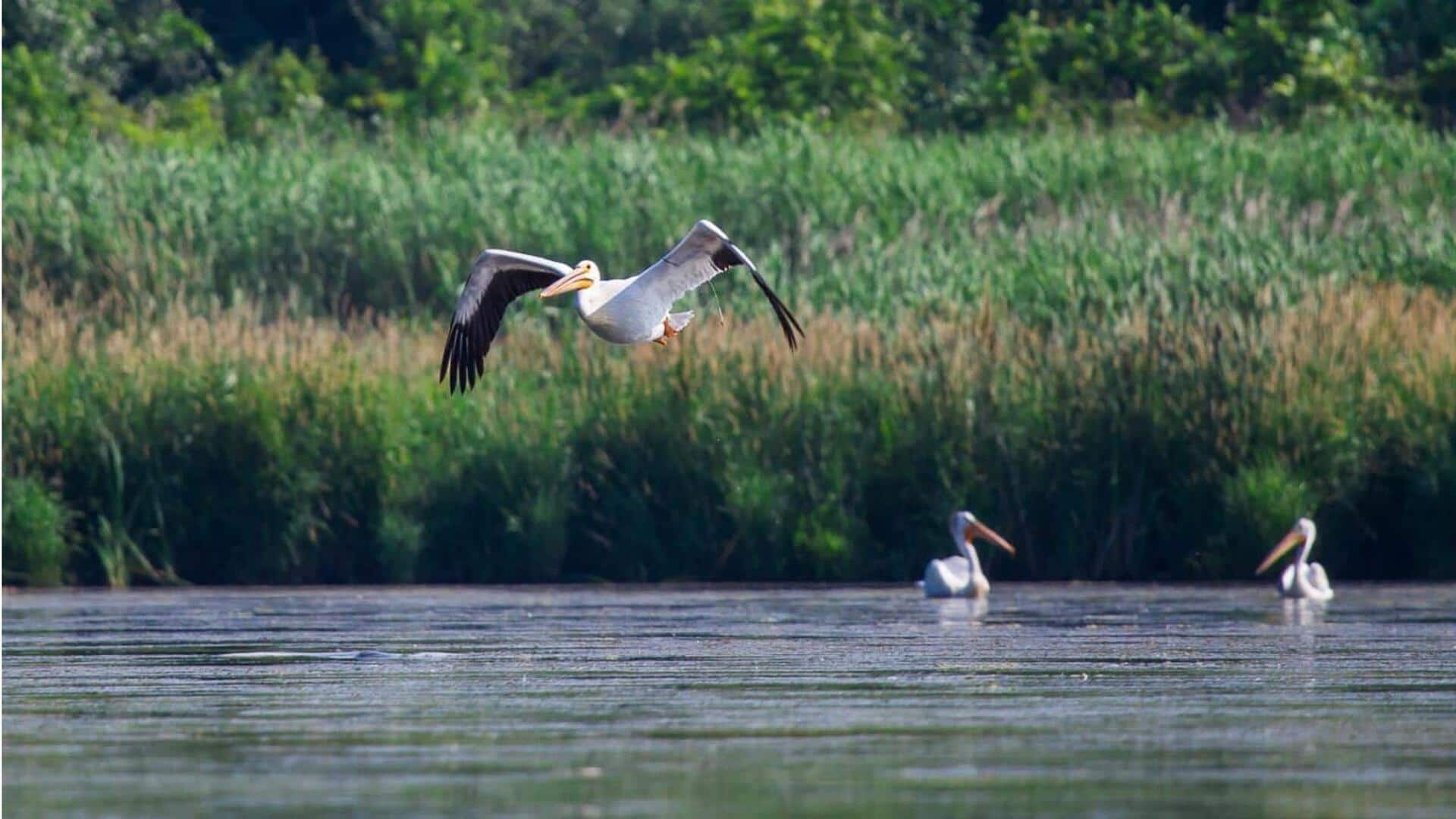 Panduan untuk mengamati burung di Danube Delta, Rumania