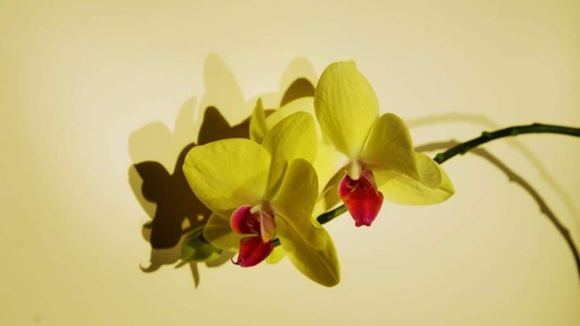 Cara Menanam Anggrek di Apartemen Kecil