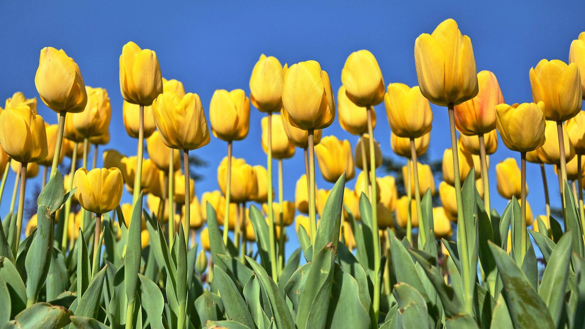 Apa yang Tersembunyi di Bawah Alas Bunga Tulip Anda?