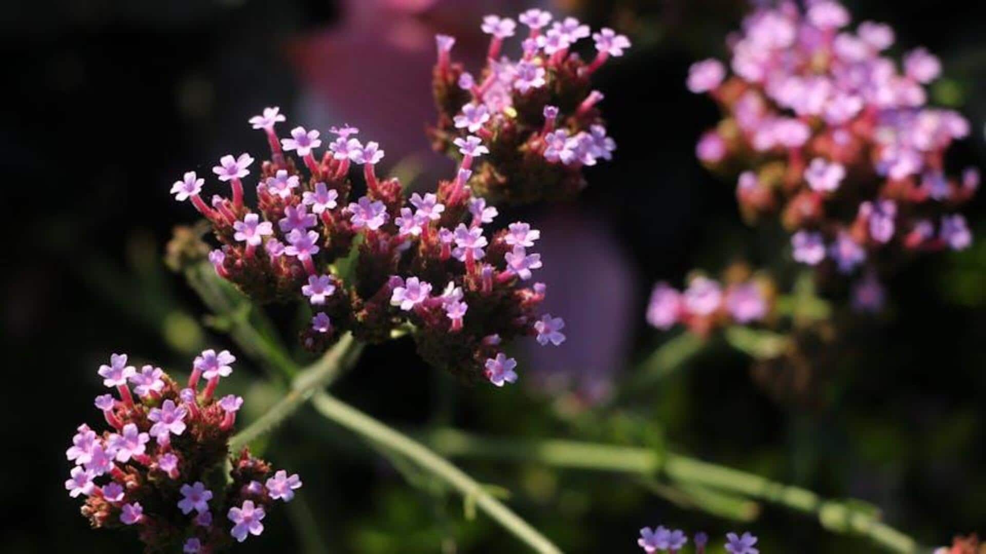 Lima Tanaman Penutup Tanah Berwarna-warni untuk Sudut Taman yang Membosankan