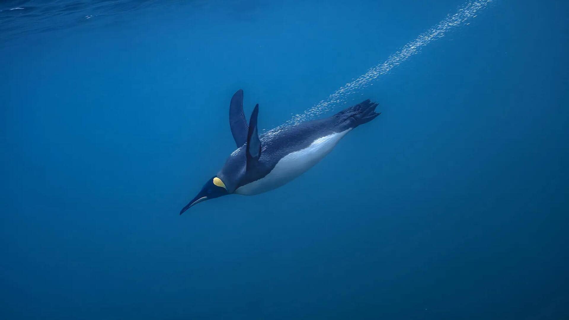 Sirip Penguin: Ahli Akrobatik Bawah Air