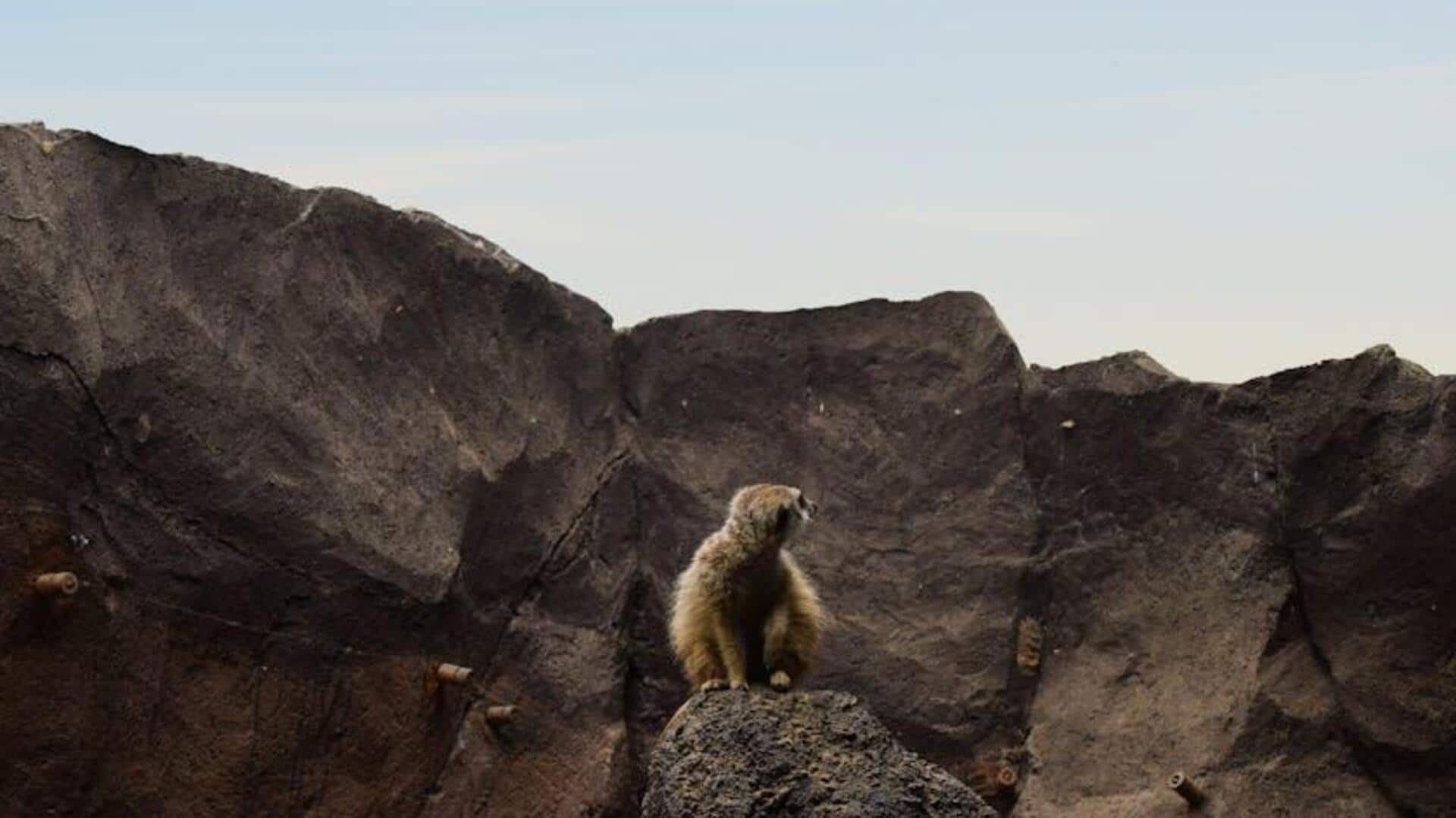 Menjelajahi hutan batu di Madagaskar