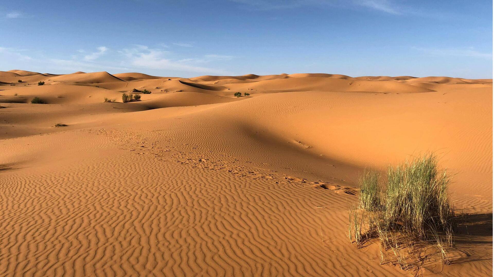 Rumah Kaca Laut: Mengubah Gurun Menjadi Kebun Hijau