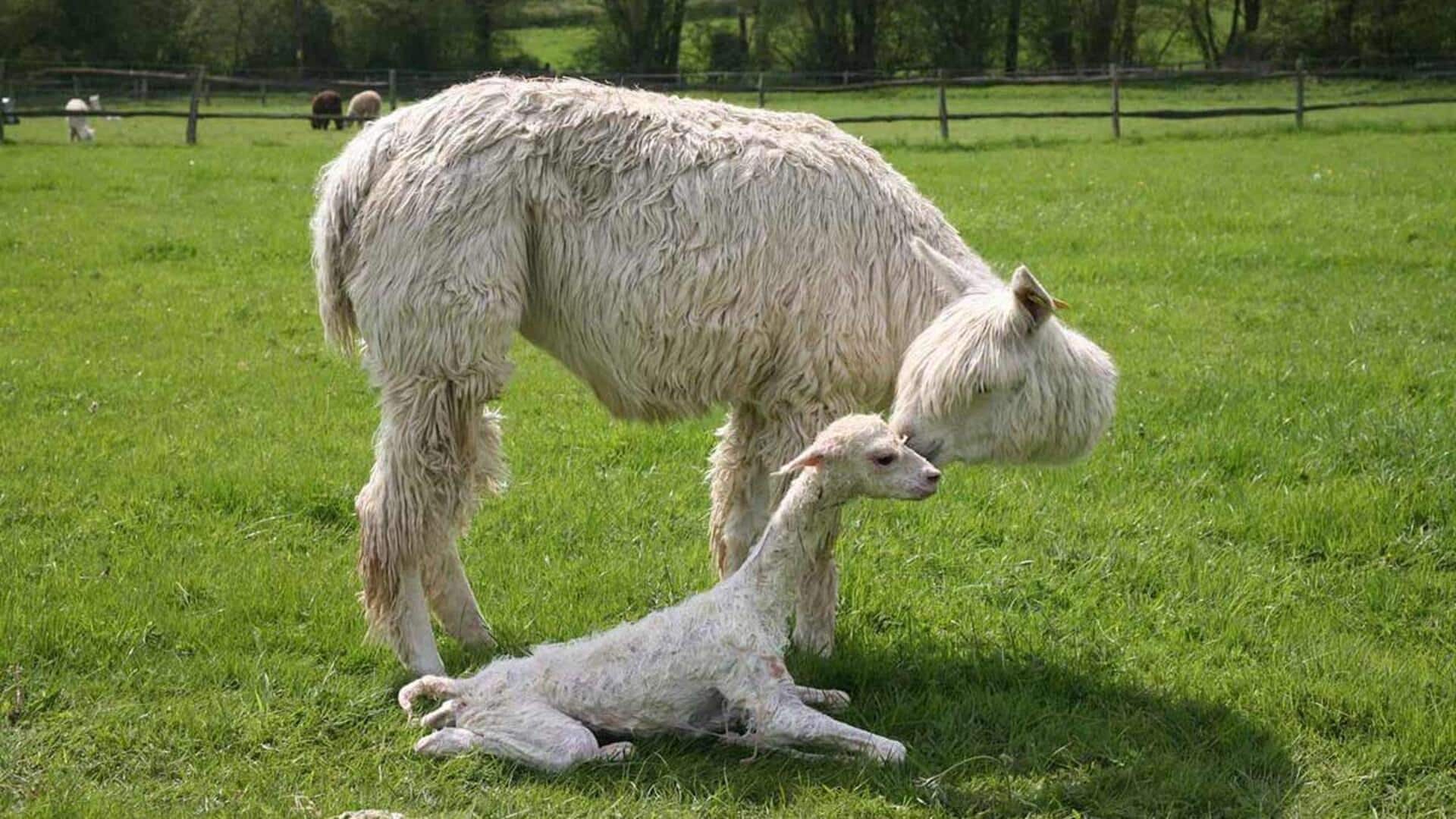 Fakta Menarik tentang Langkah Pertama Anak Alpaka