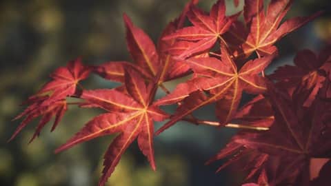 Cara Unik Memanfaatkan Daun Mapel untuk Berkebun