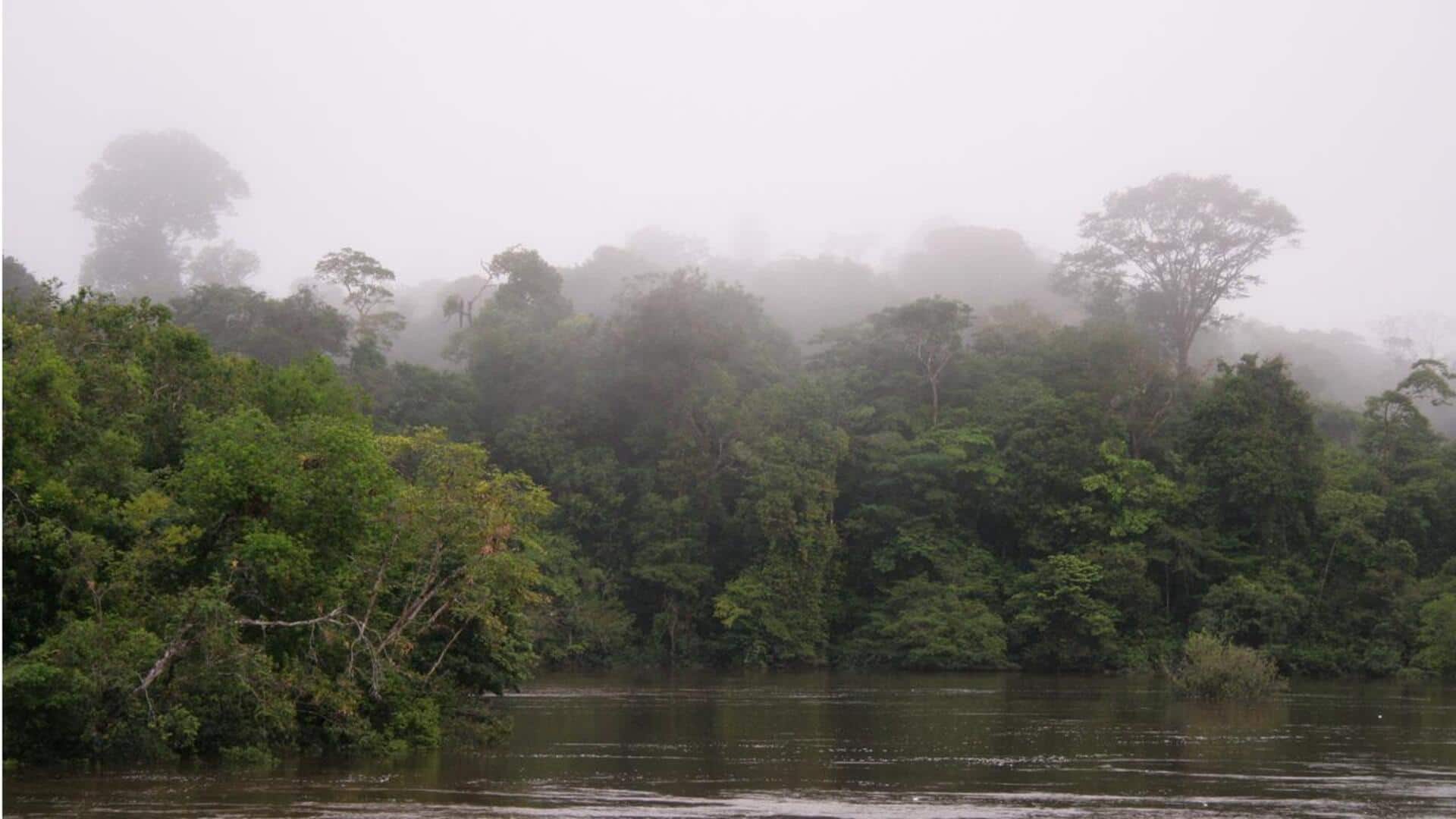 Hutan Hujan Suriname: Permata Alam yang Tak Lekang Waktu