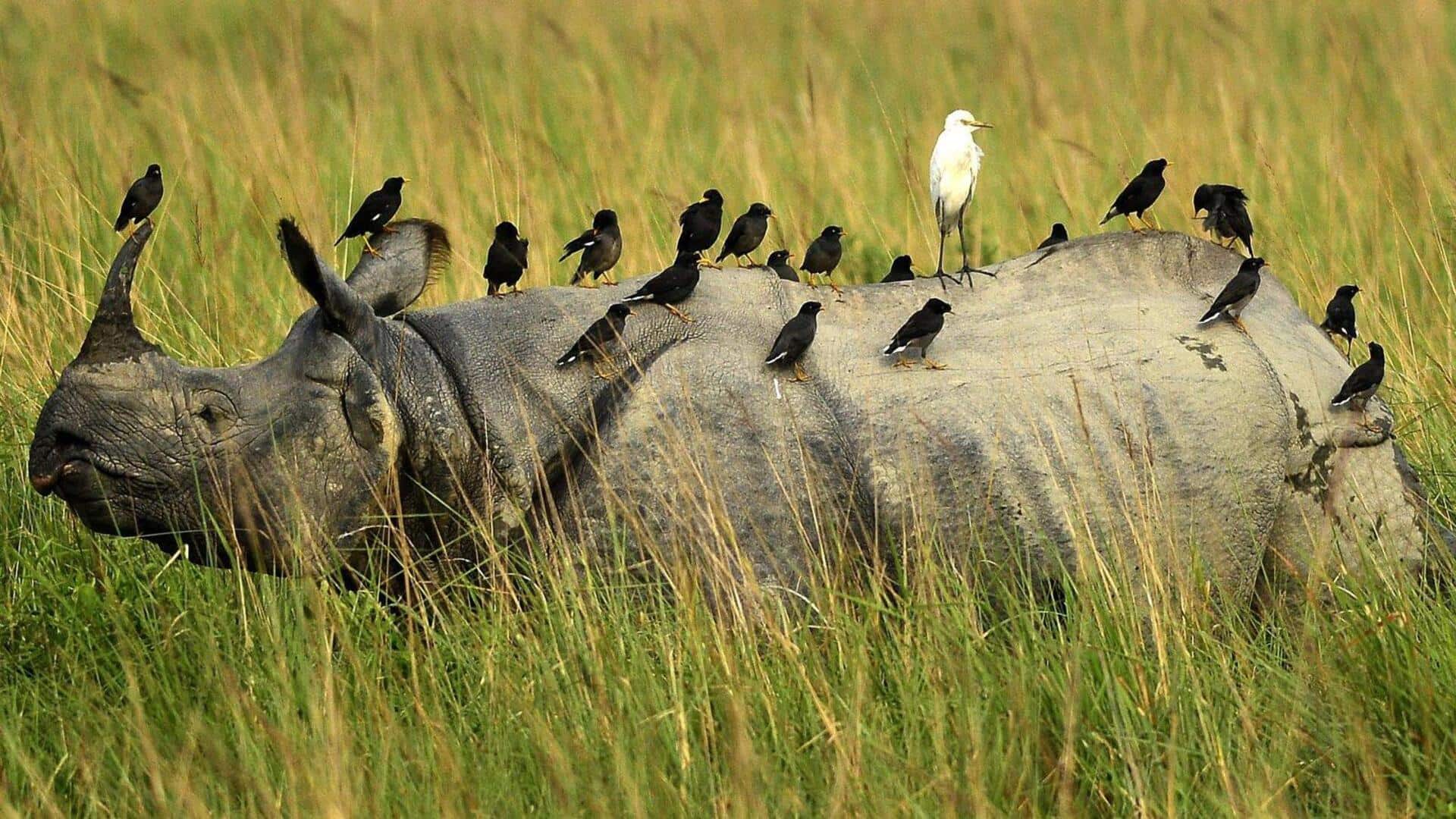 Hubungan Tak Terduga antara Badak Liar dan Burung Lokal