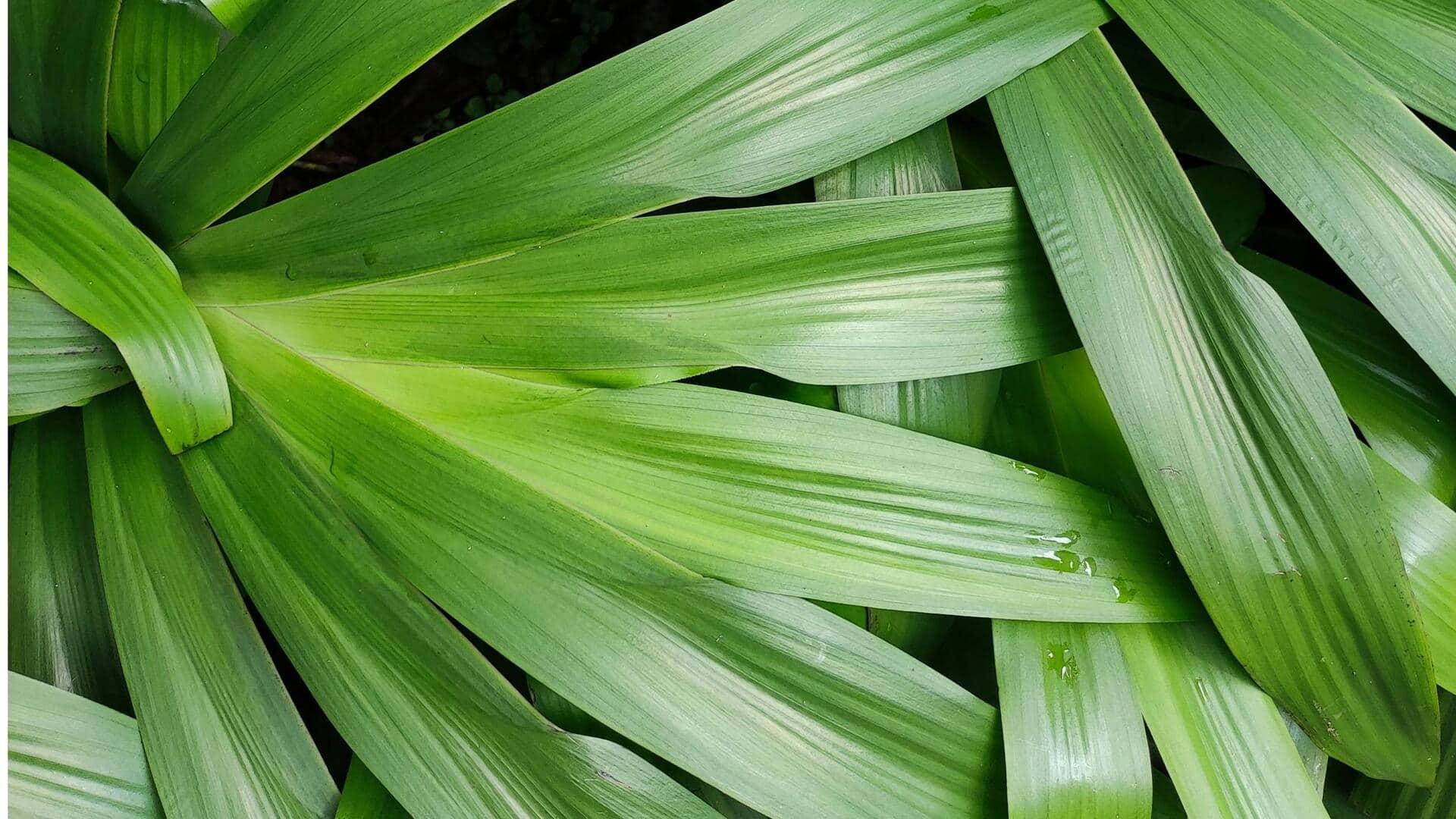 Lima Langkah Menanam Pandan Dalam Pot