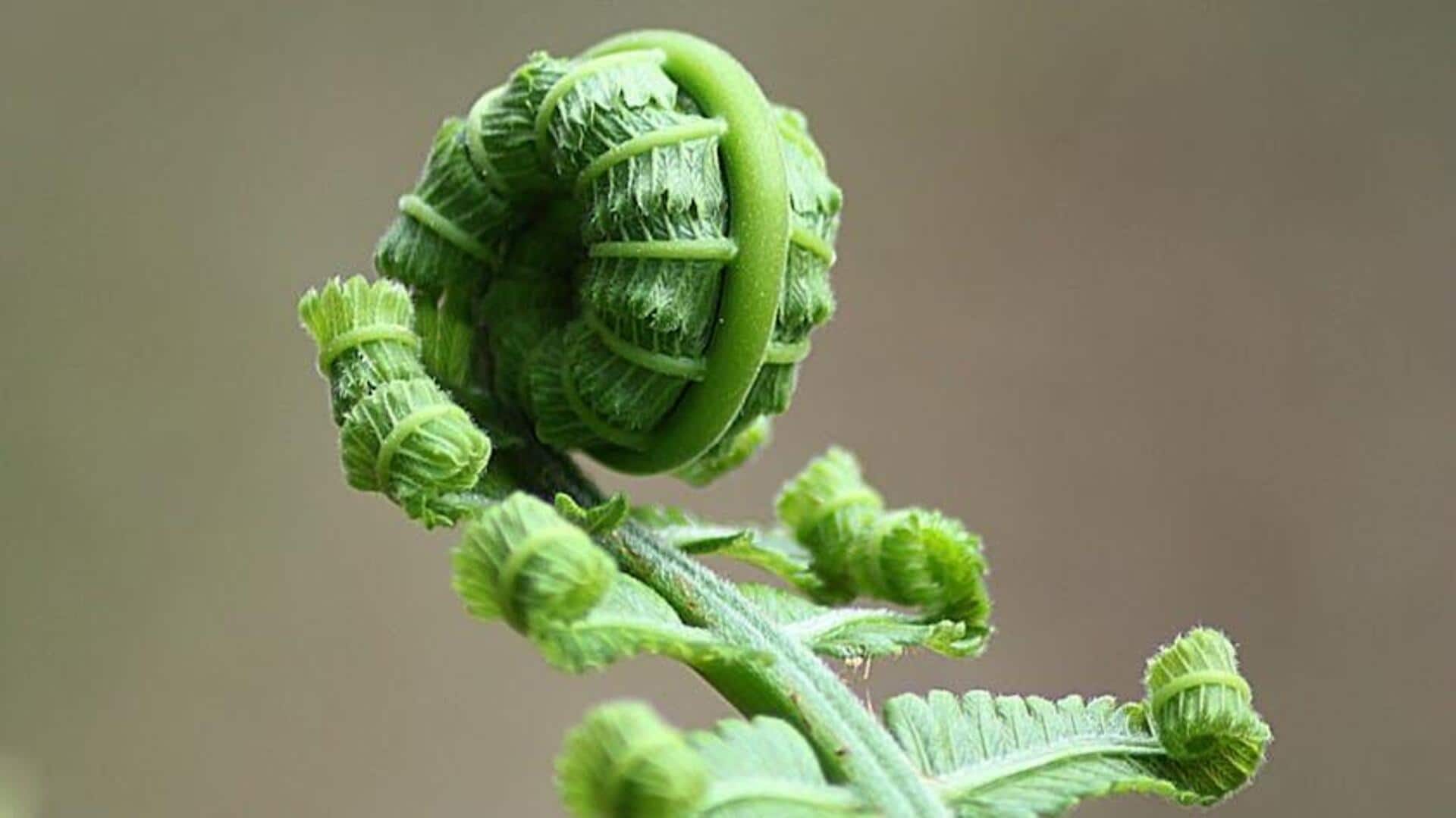 Rahasia Berkebun Pakis dalam Ruangan