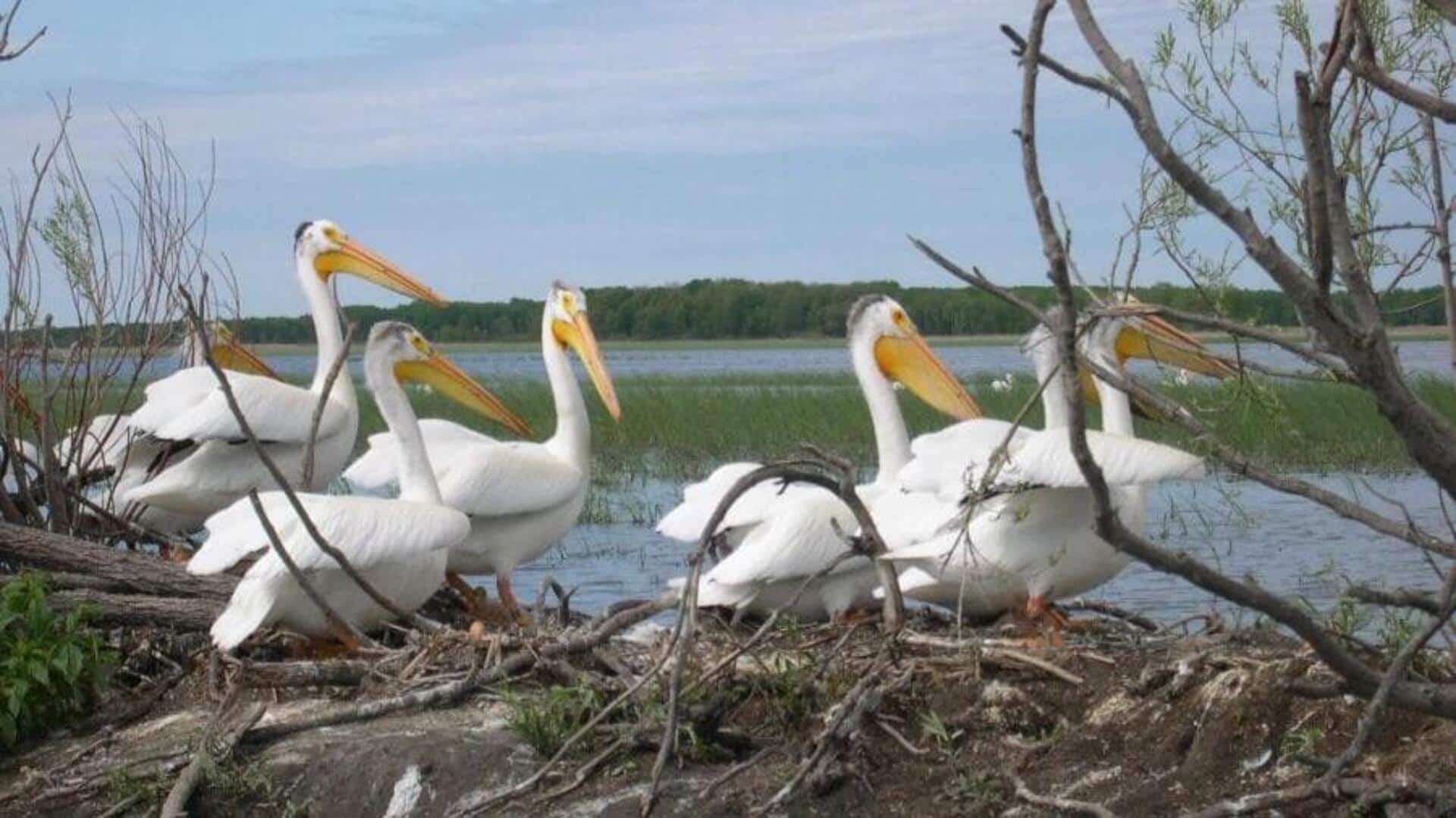 Mengungkap Rahasia Perjalanan Panjang dari Migrasi Pelikan