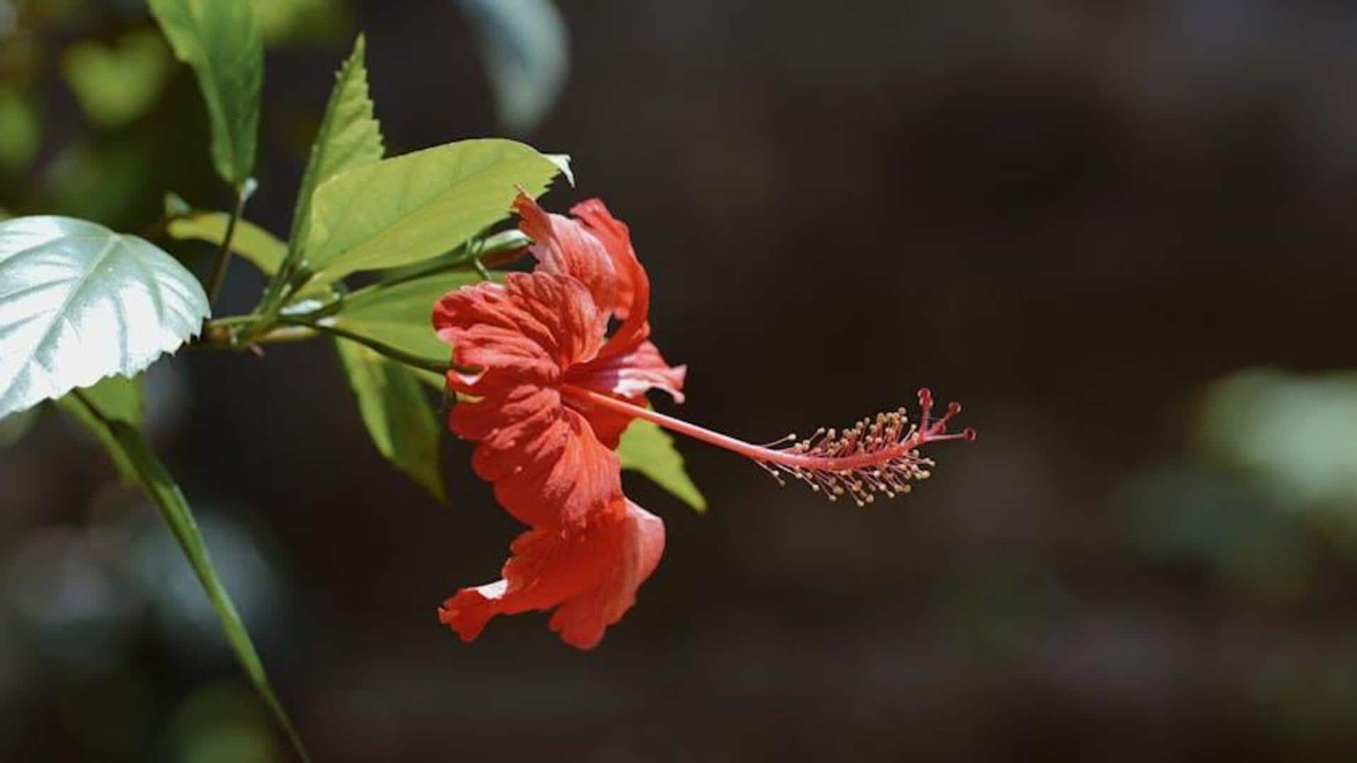 Lima Tanaman Memanjat Tahunan yang Cocok untuk Taman