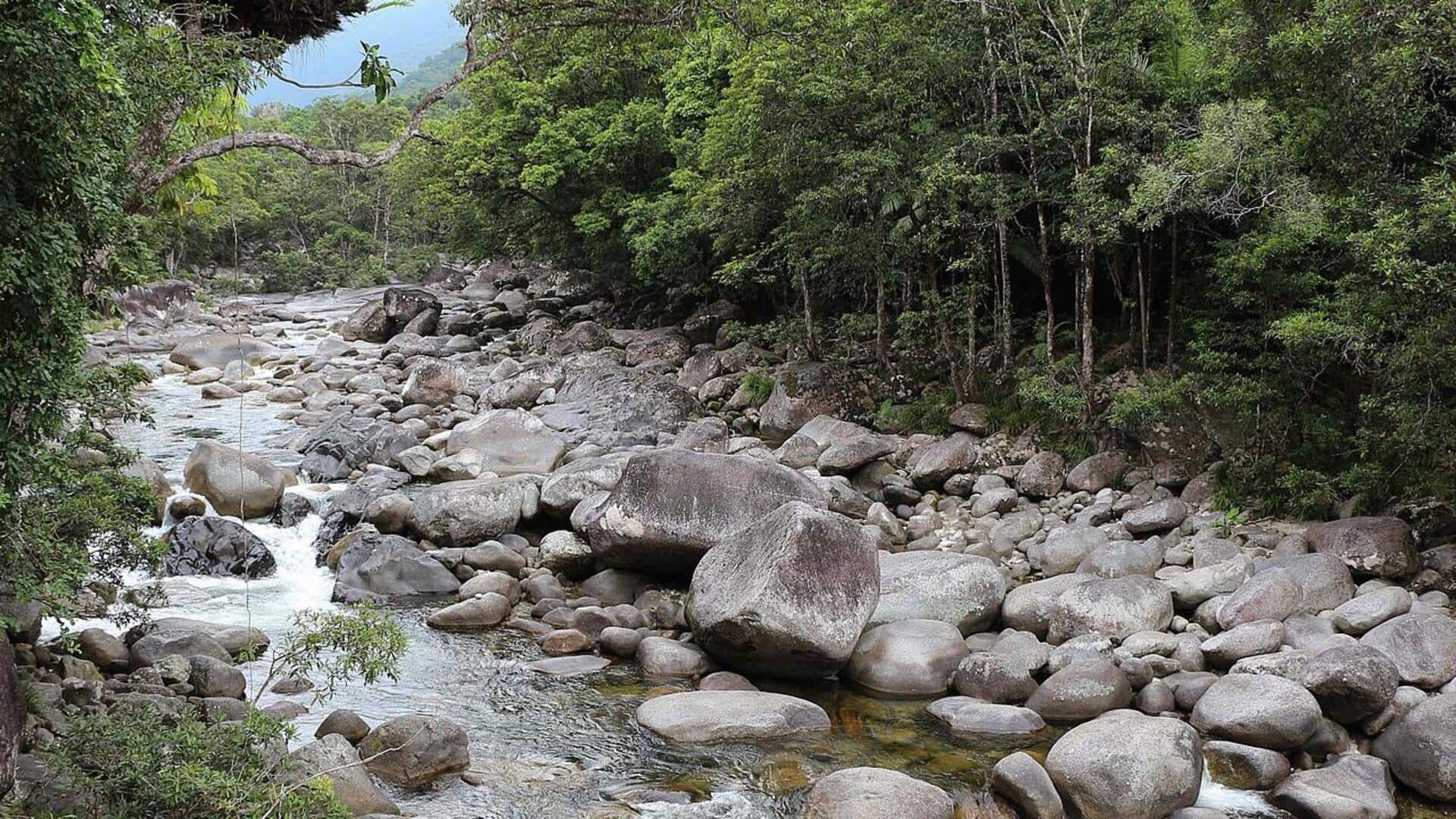 Lebih Dekat dengan Alam di Hutan Hujan Australia