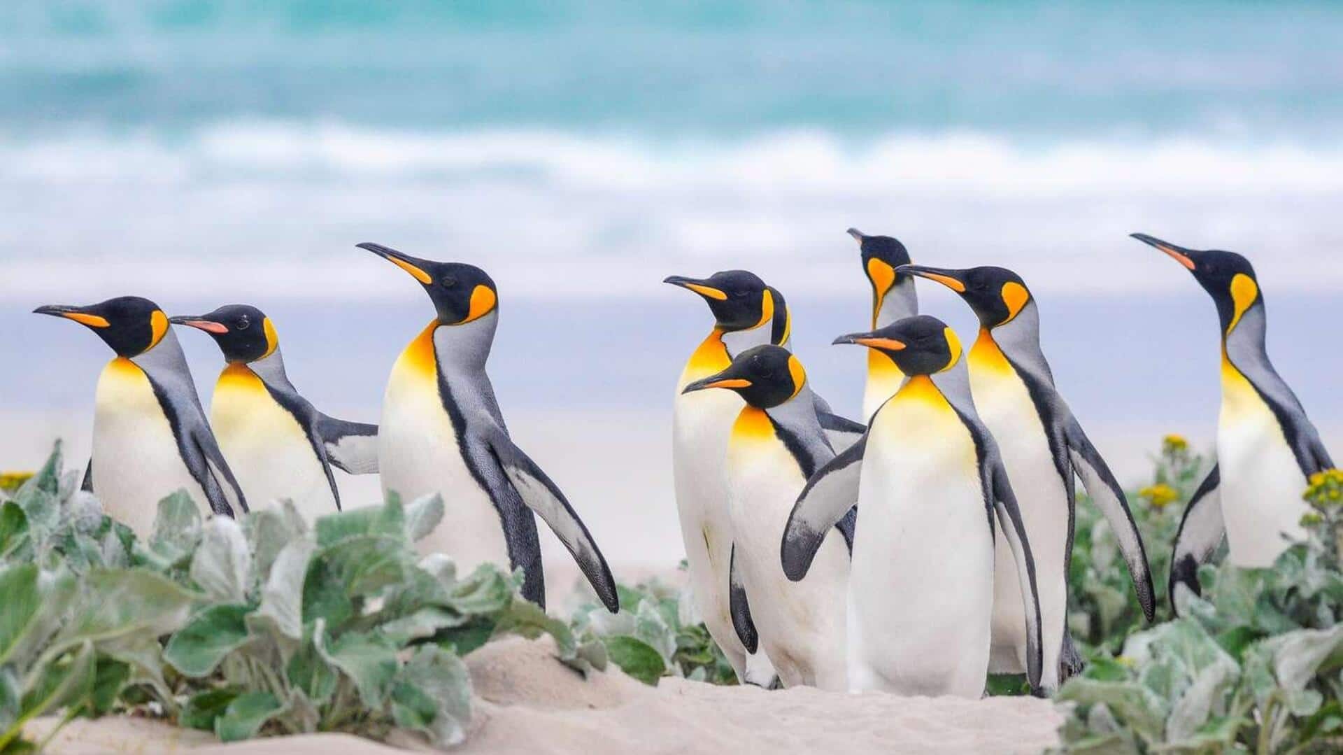 Mengungkap Makna dari Warna-Warna Bulu Penguin