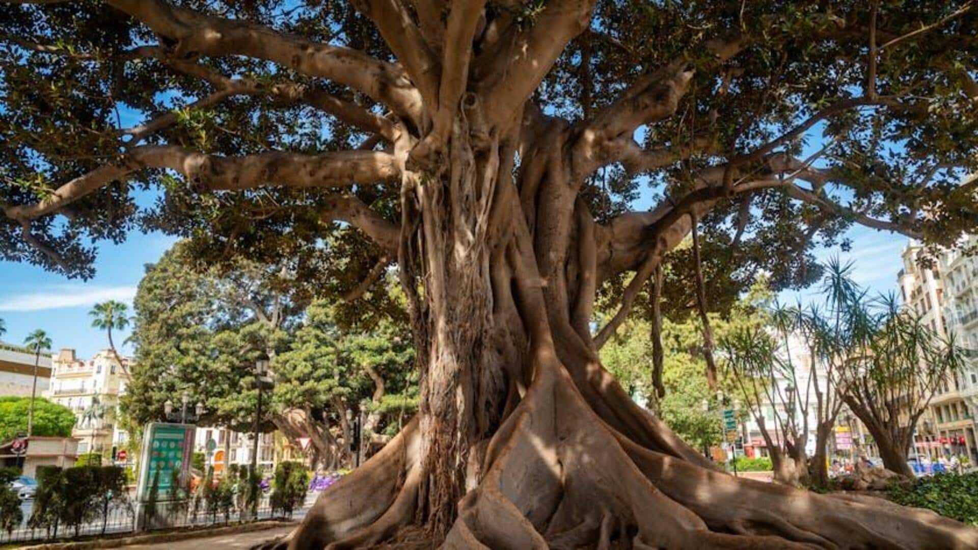 Fakta Menarik tentang Pohon Beringin