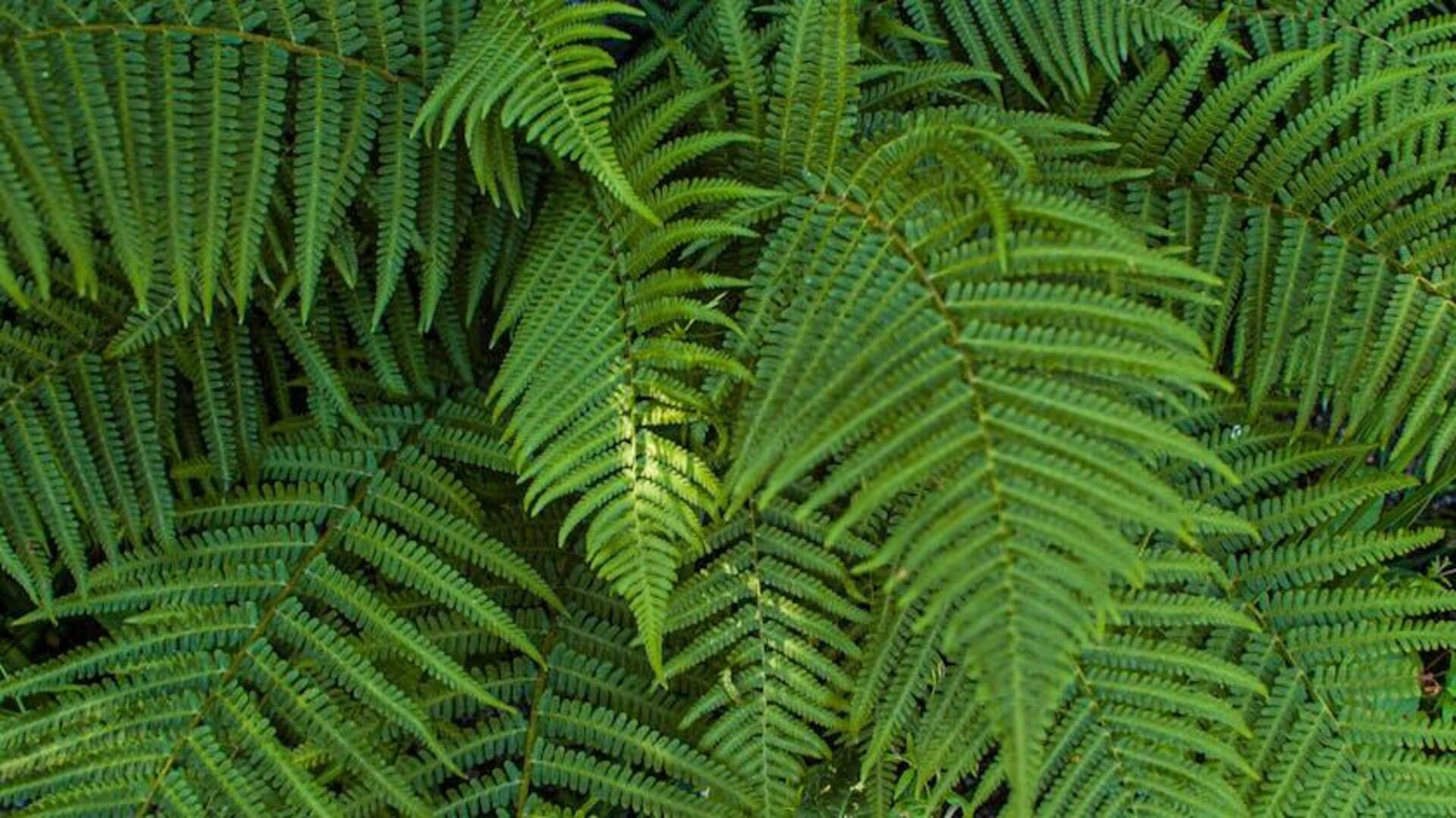 Lima Tips Merawat Pakis dalam Ruangan untuk Keindahan Daun