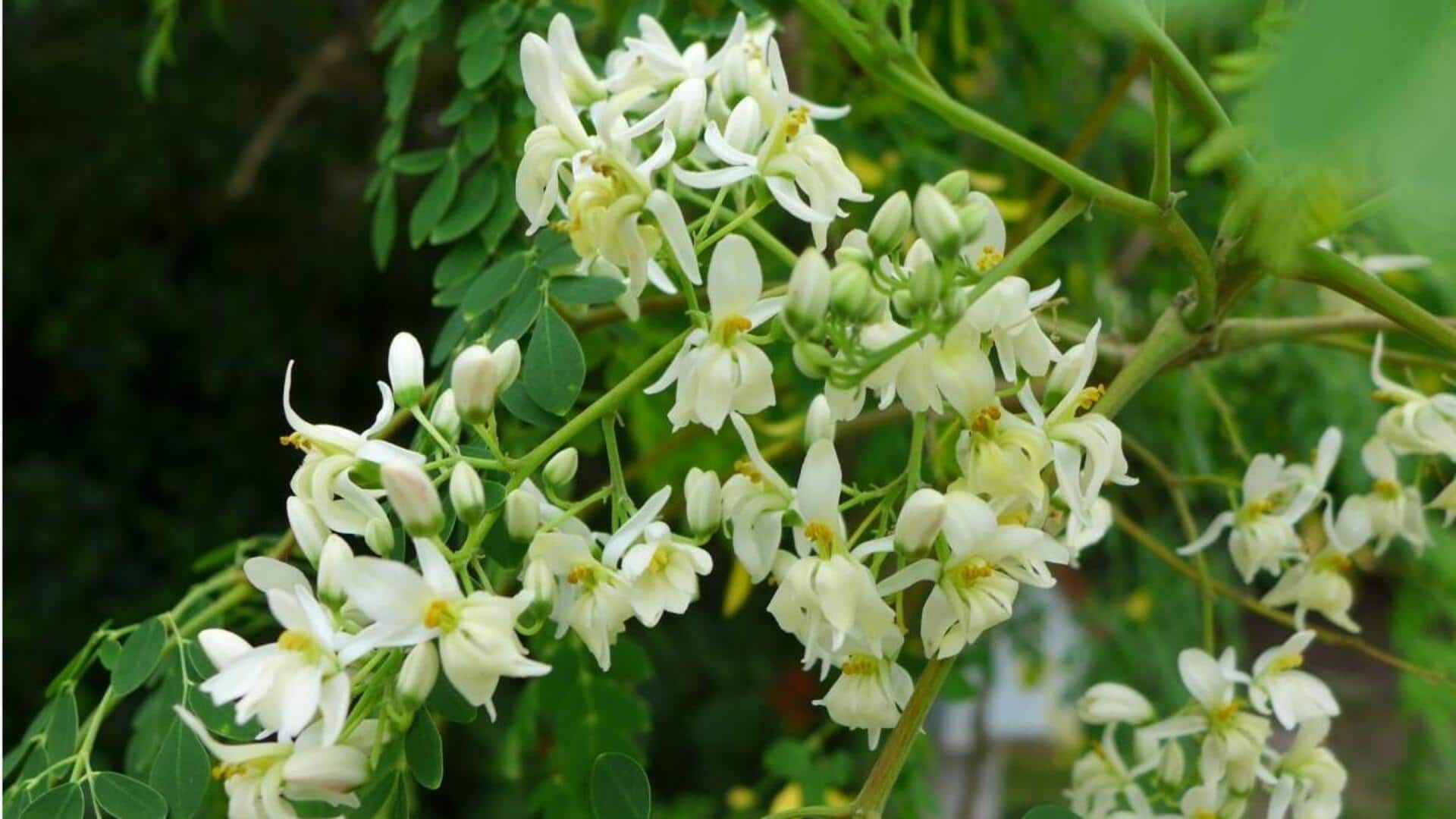 Resep India Yang Lezat dengan Sentuhan Bunga Kelor