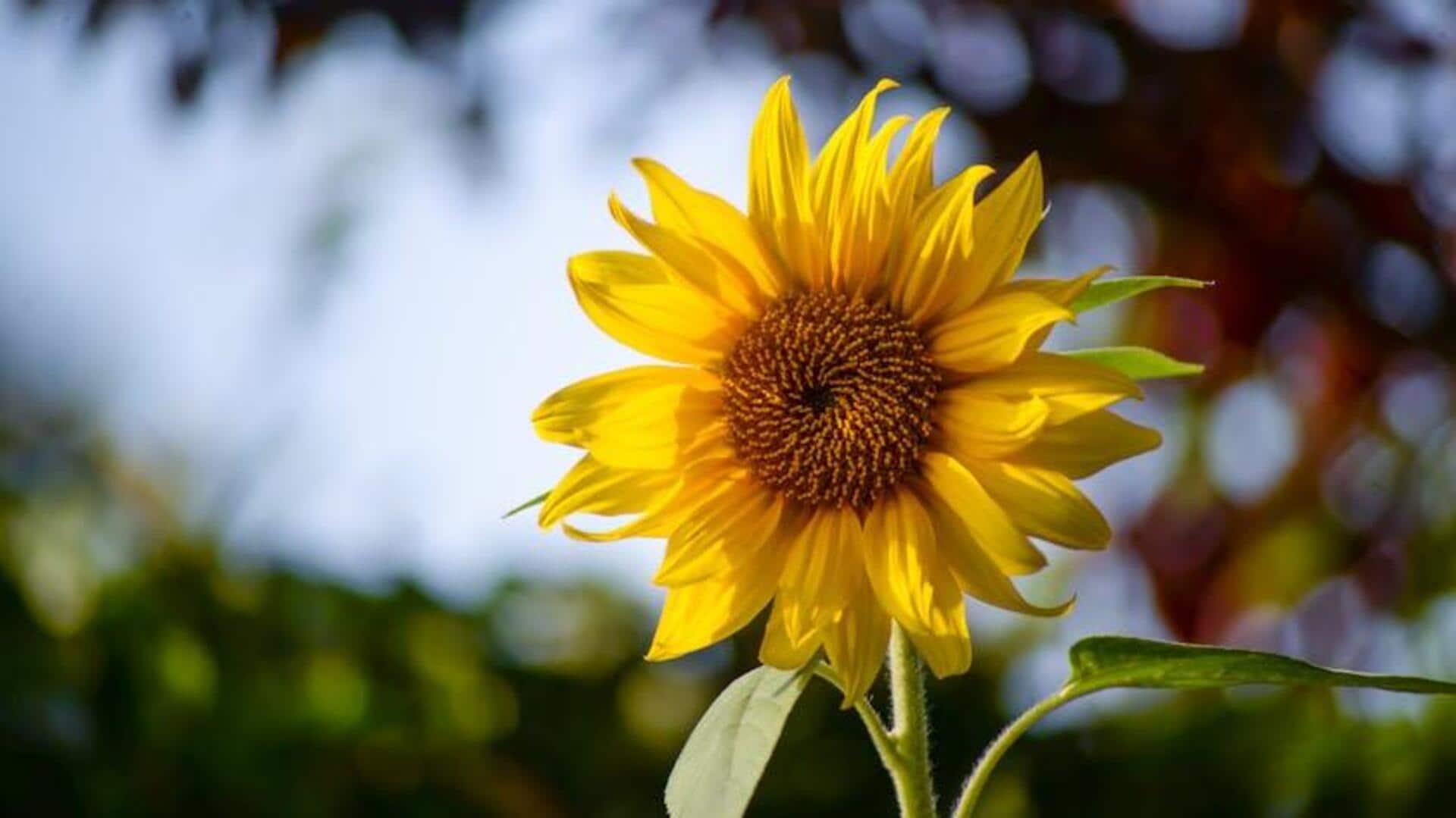 Rahasia Kehidupan Bunga Matahari: 5 Fakta Menakjubkan