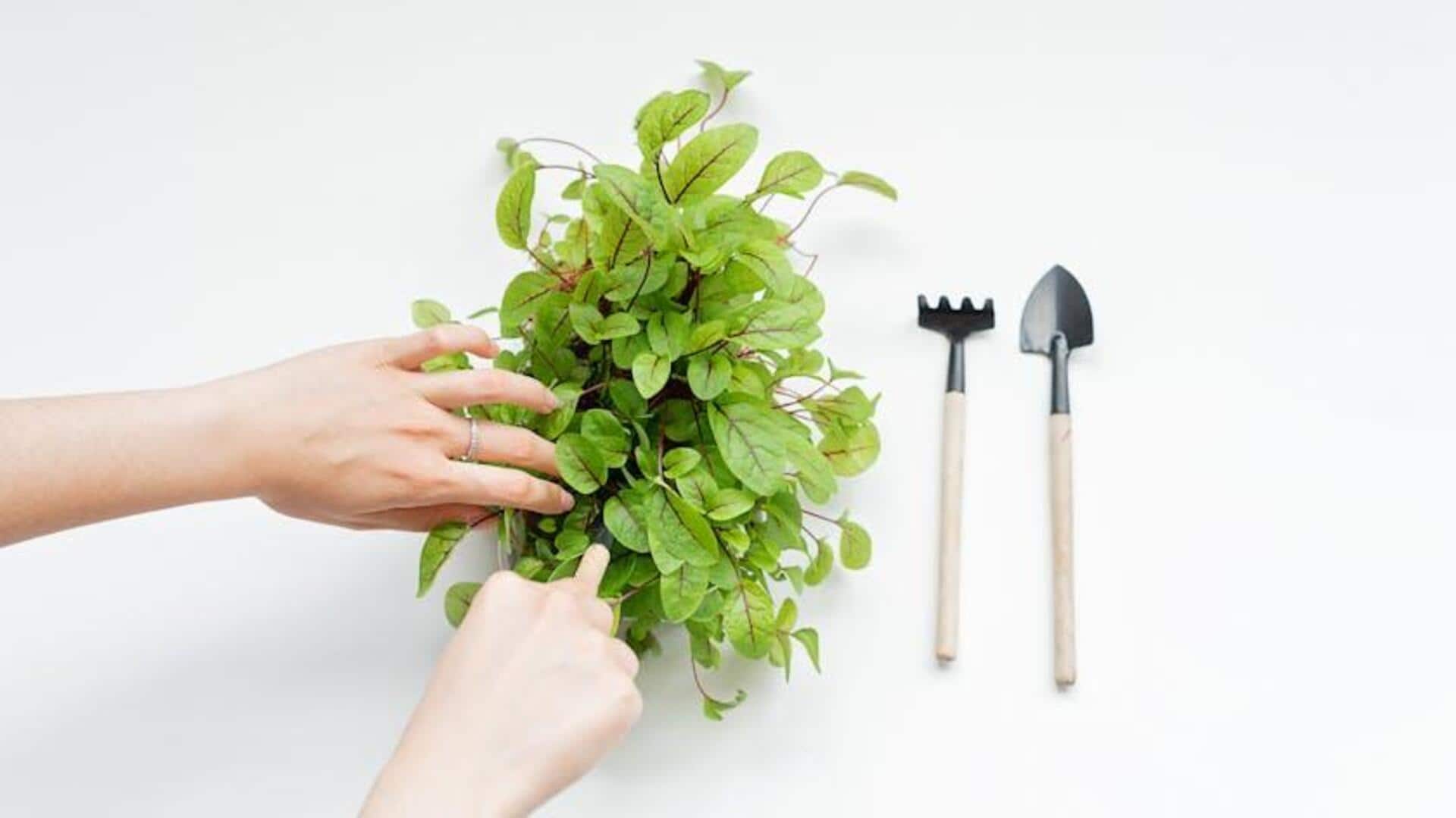 Manfaat Menanam Sorrel di Rumah