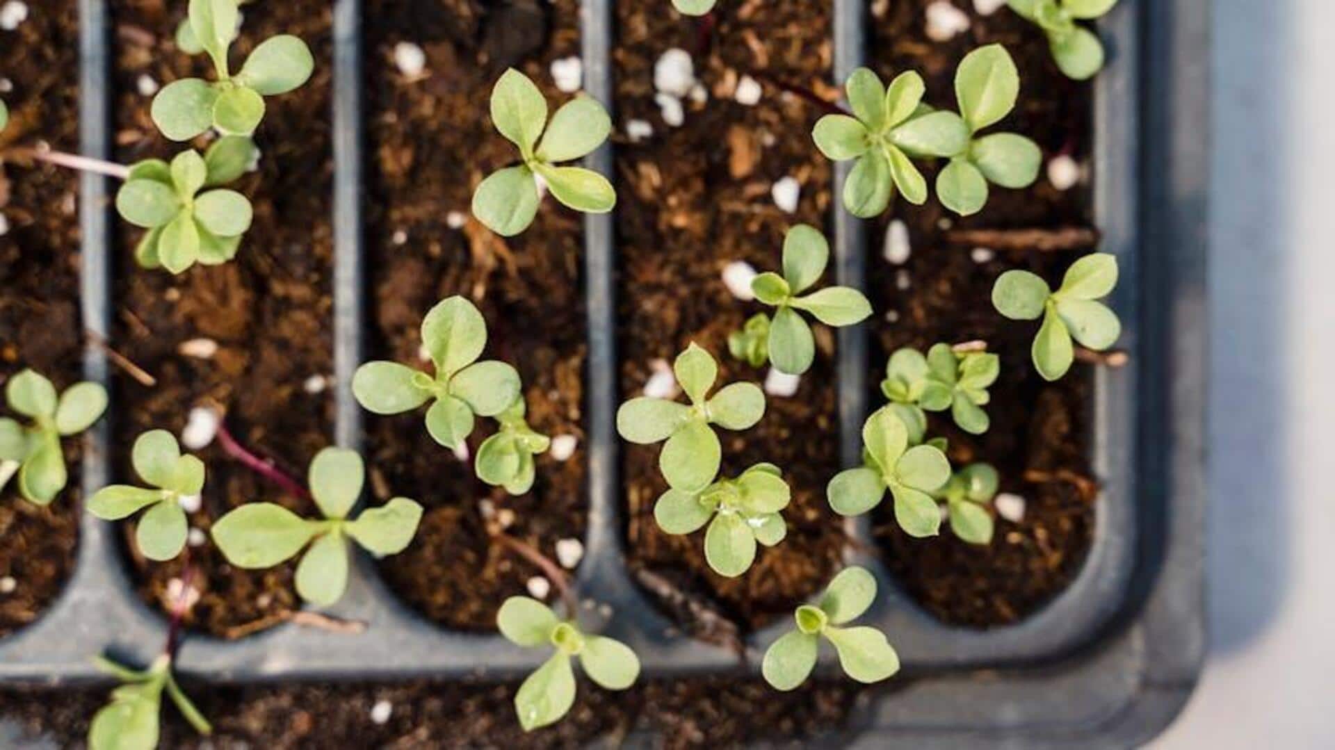 Kartu Benih Kreatif Menjadi Tanaman Indah