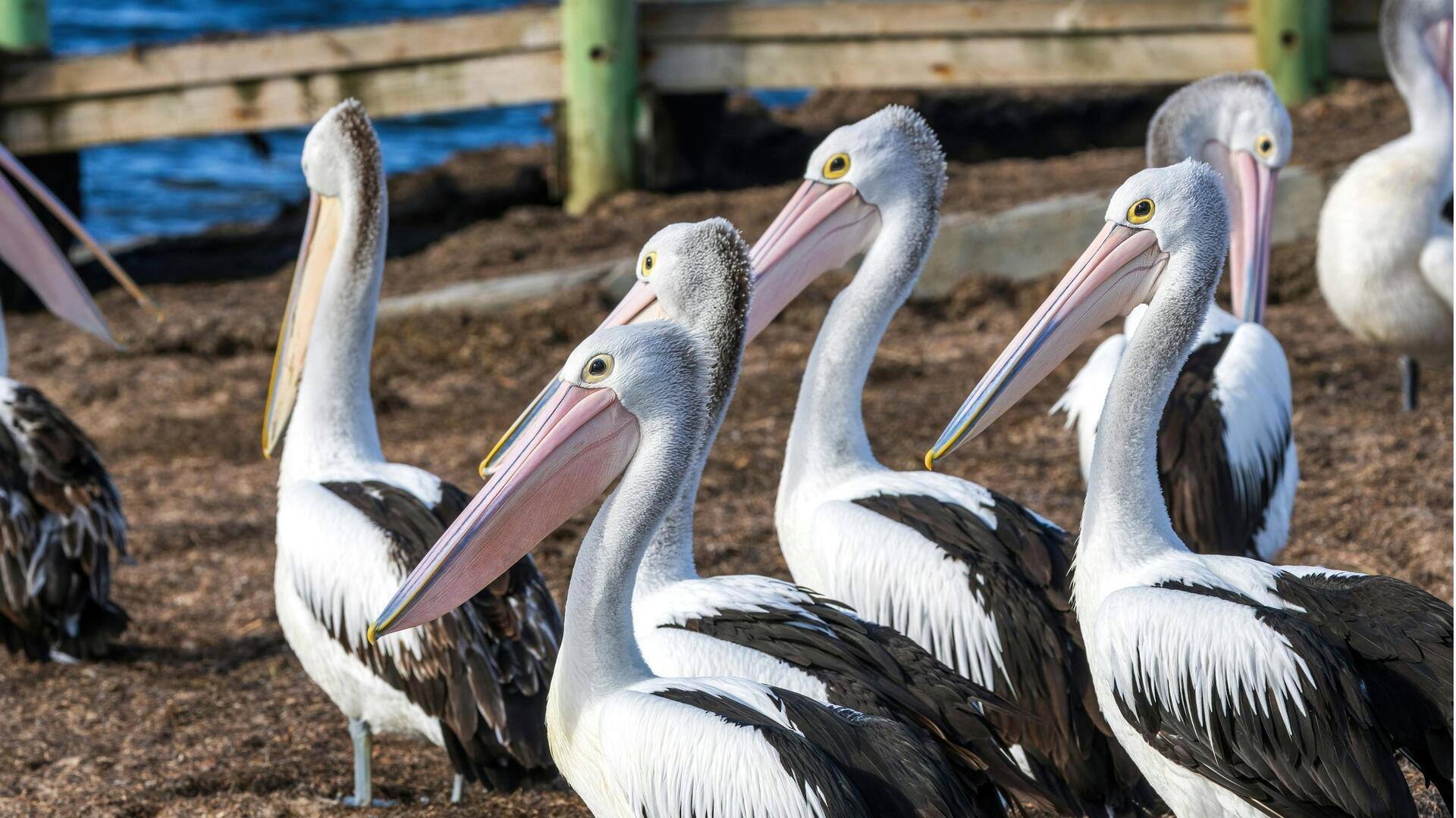 Memahami Kecerdasan Pelikan di Alam Liar