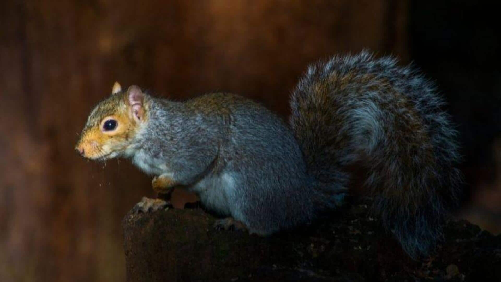 Mengungkap Lima Aktivitas Malam Hari Tupai