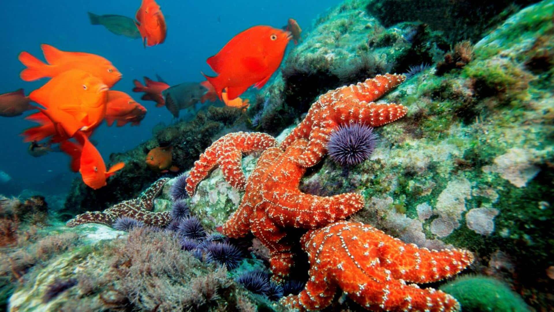 Hubungan Simbiosis antara Bintang Laut dan Ekosistem Laut Hubungan Simbiosis antara Bintang Laut dan Ekosistem Laut
