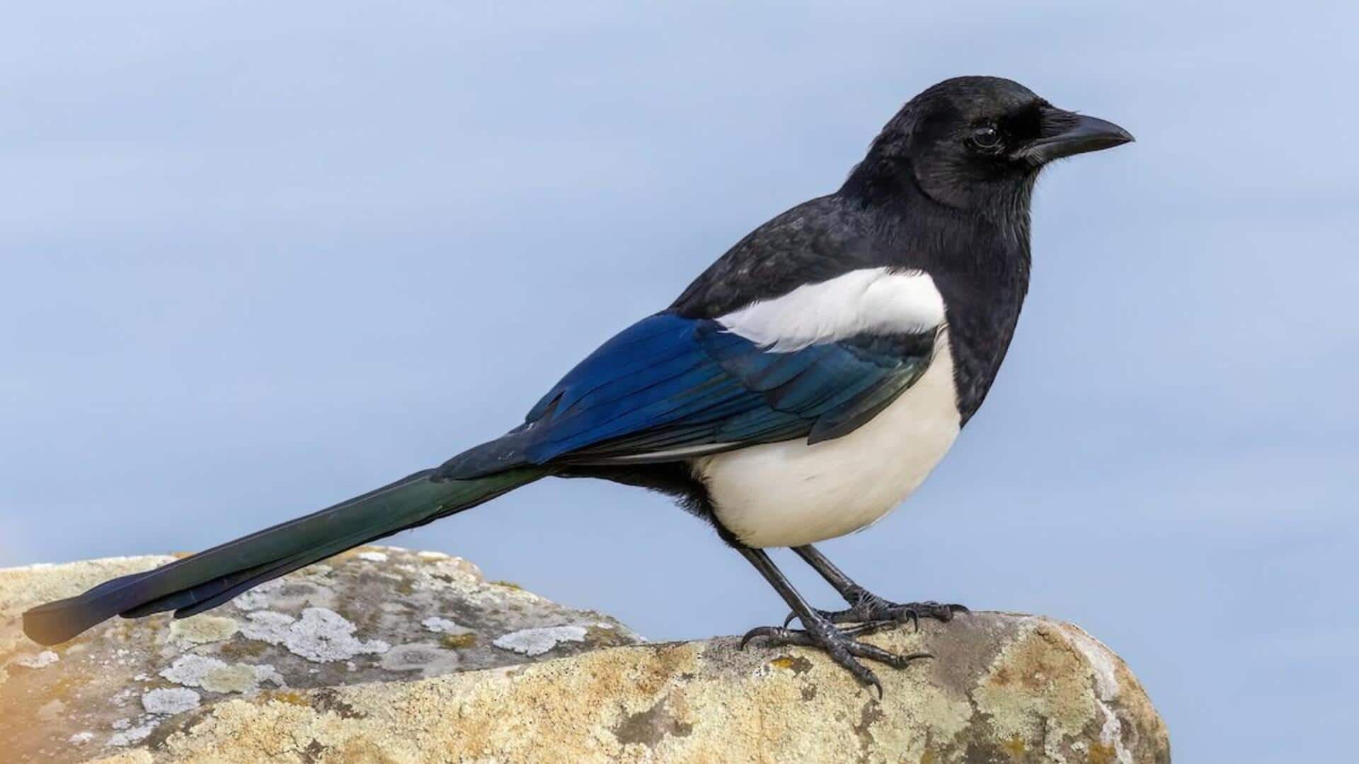 Lima Perilaku Burung Magpie yang Menarik dalam Kehidupan Sehari-hari