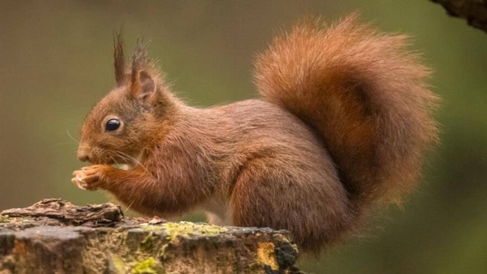 Apakah Tupai Memiliki Kemampuan Melihat Warna seperti Manusia?