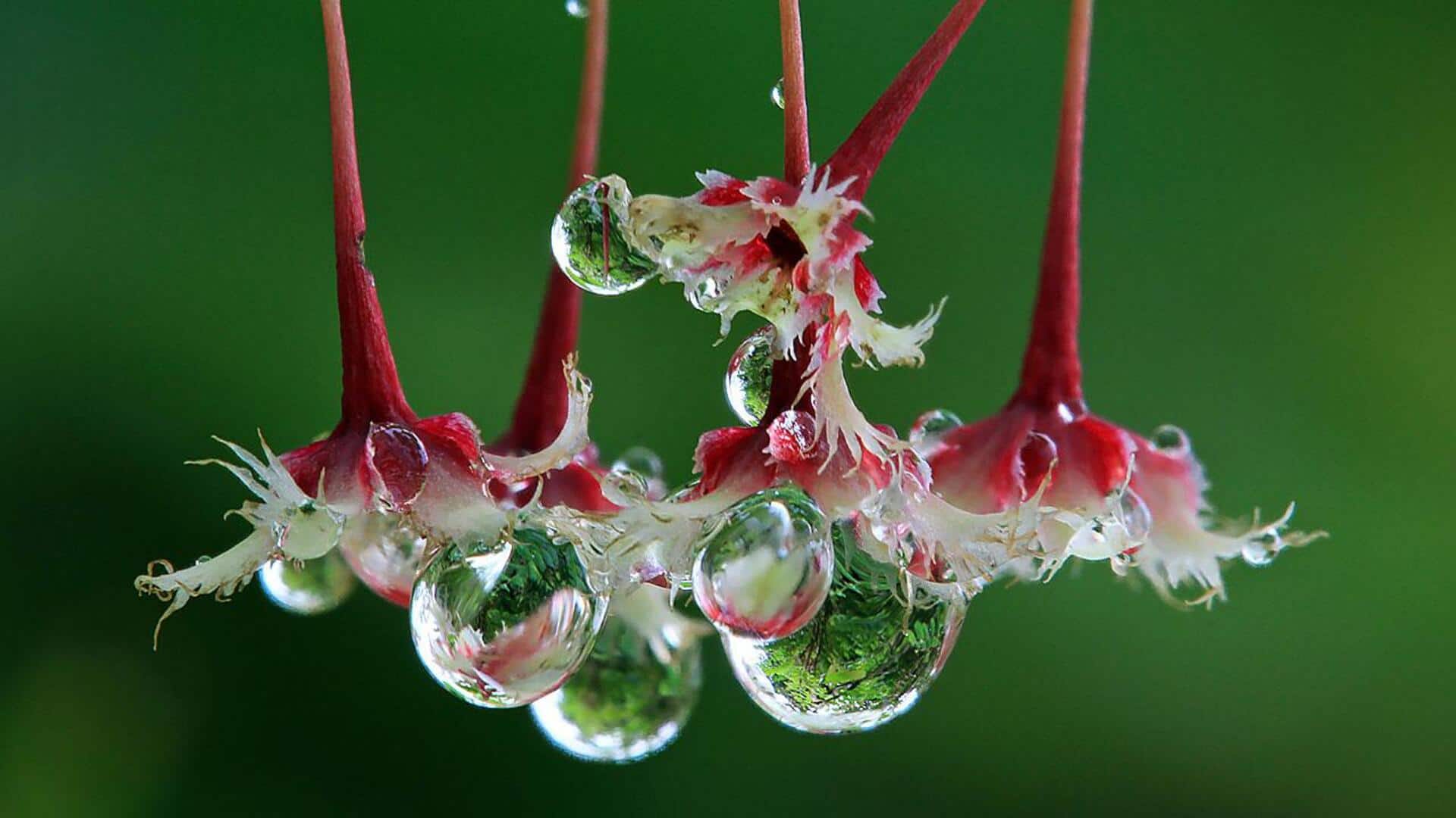 Lima Cara Mengambil Foto Tetesan Embun Pagi dengan Ponsel