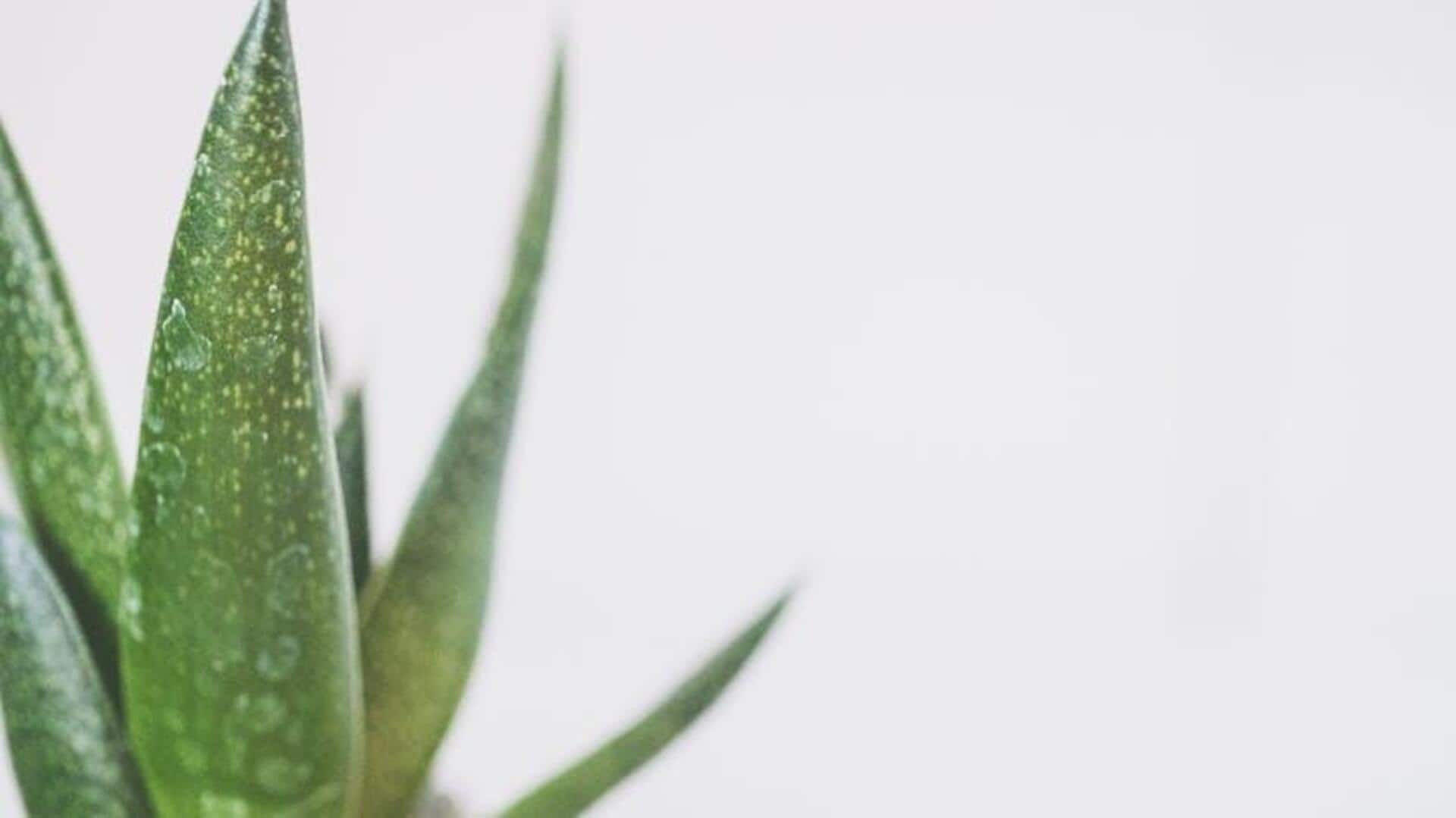 Lima Cara Cerdas Menggunakan Lidah Buaya dalam Berkebun