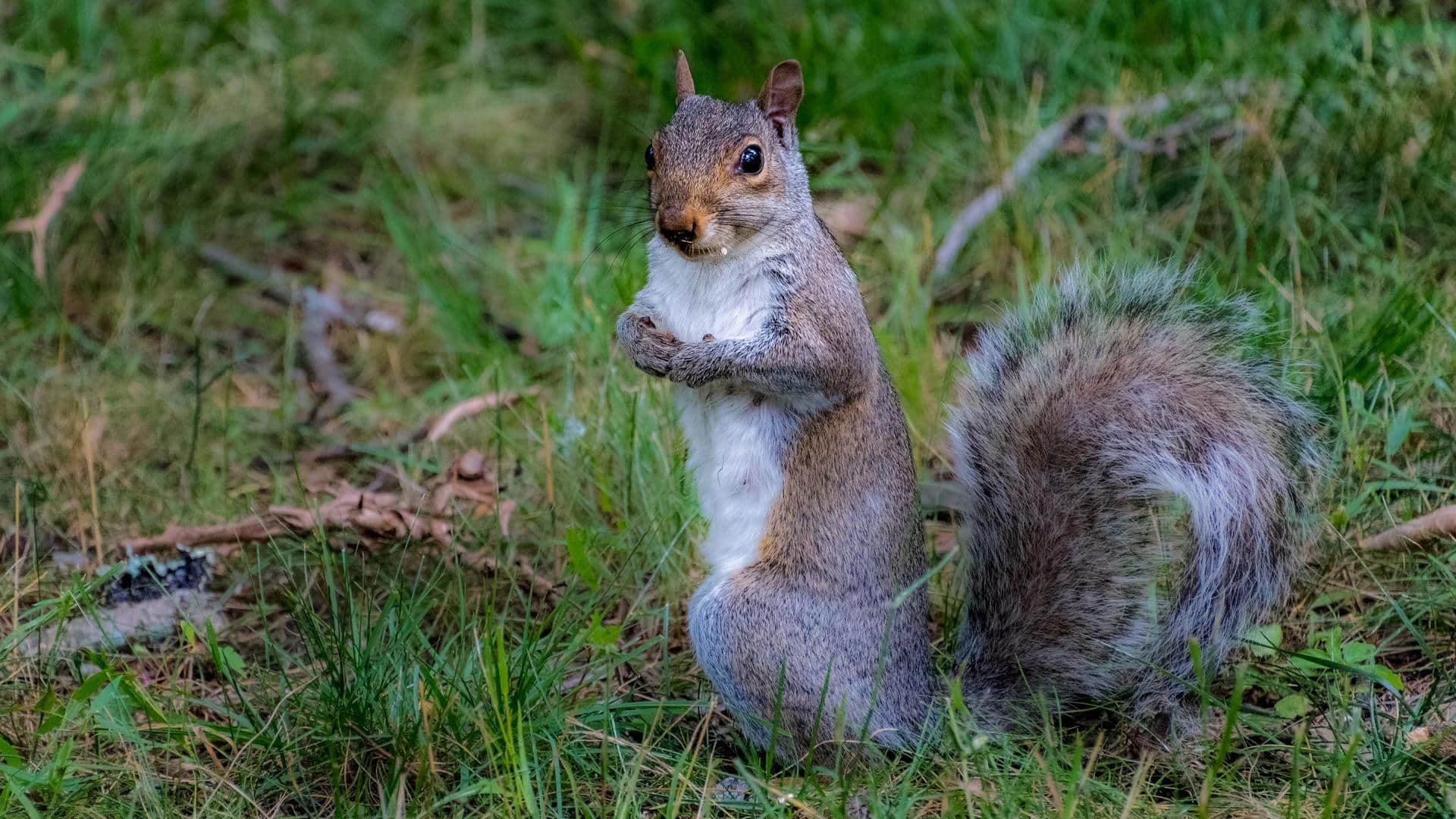 Mitos Tupai yang Menarik dari Seluruh Dunia