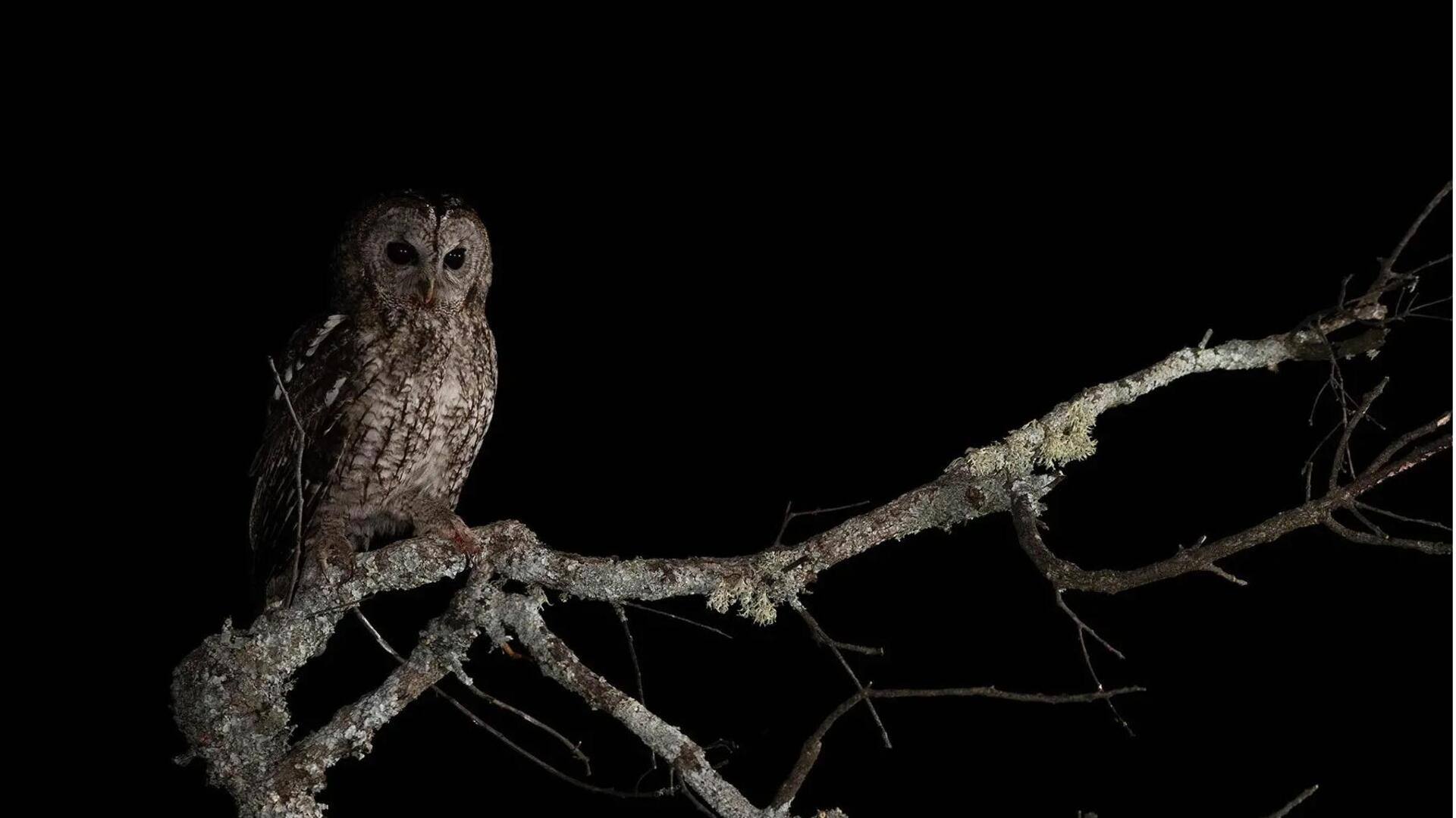 Penglihatan Malam Burung Hantu: Adaptasi Esensial di Luar Kemampuan Manusia