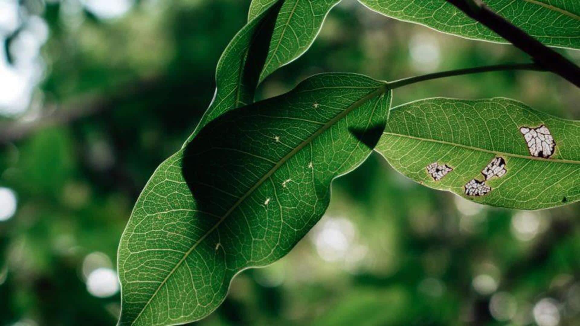 Daun Surya Meniru Fotosintesis untuk Energi Bersih