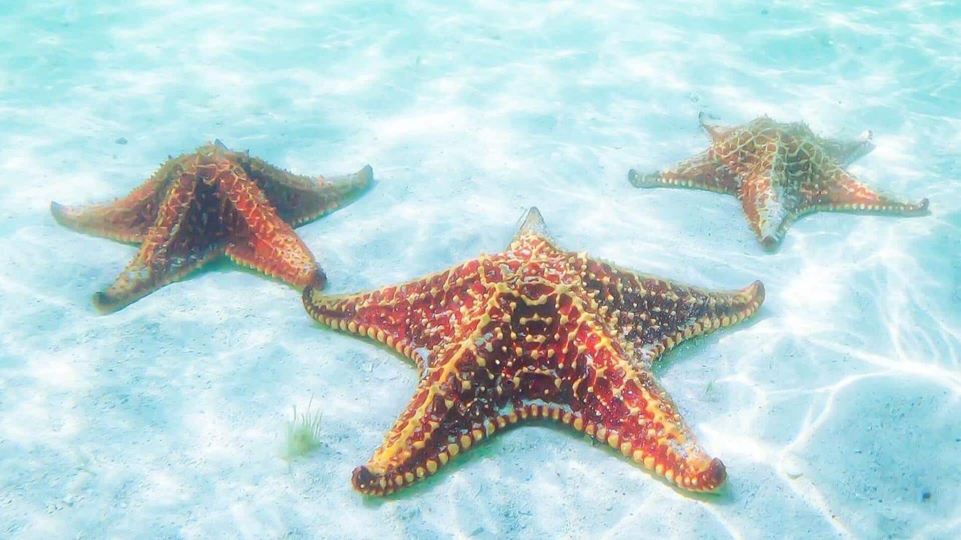 Mengungkap Rahasia Dibalik Regenerasi Bintang Laut