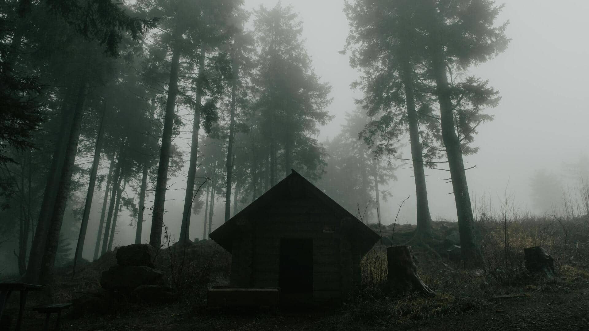 Menjelajahi Jalur Kanopi Hutan Terbaik di Jerman