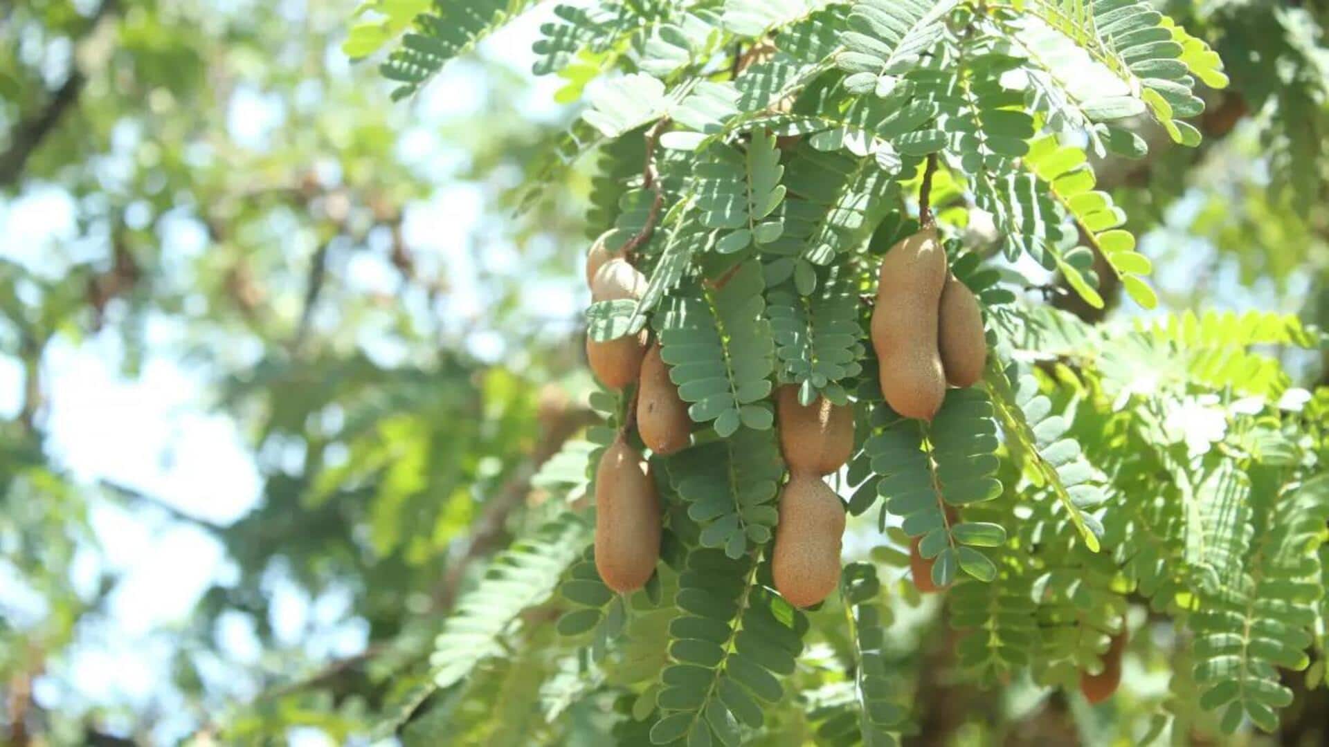 Menjelajahi Rasa Baru dengan Resep Daun Asam Jawa