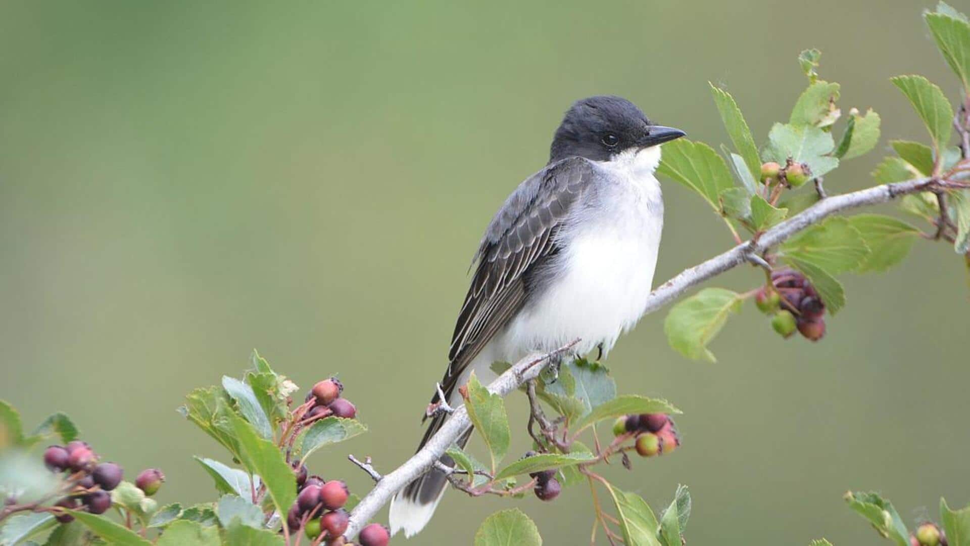 Mengungkap Peran Utama Kingbird dalam Rantai Ekosistem