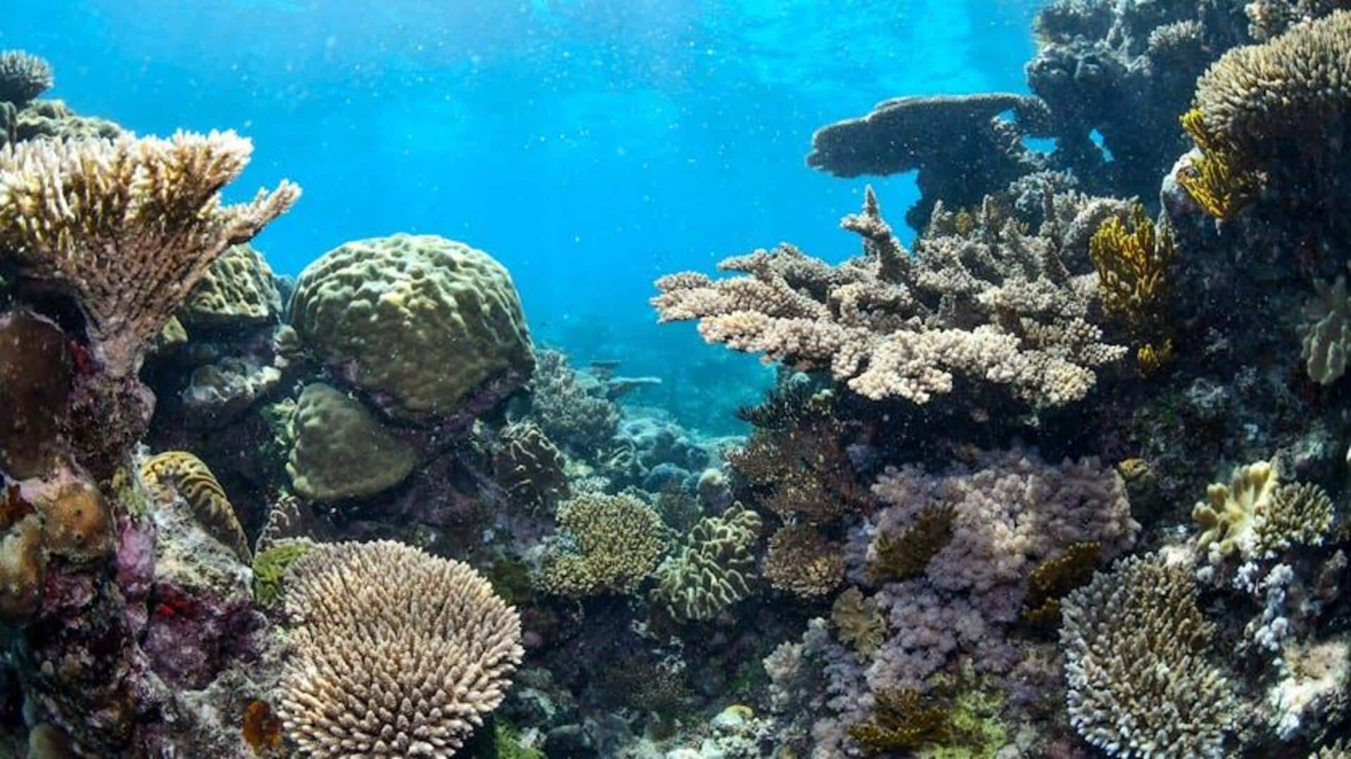 Proyek Restorasi Terumbu Karang Inovatif di Indonesia