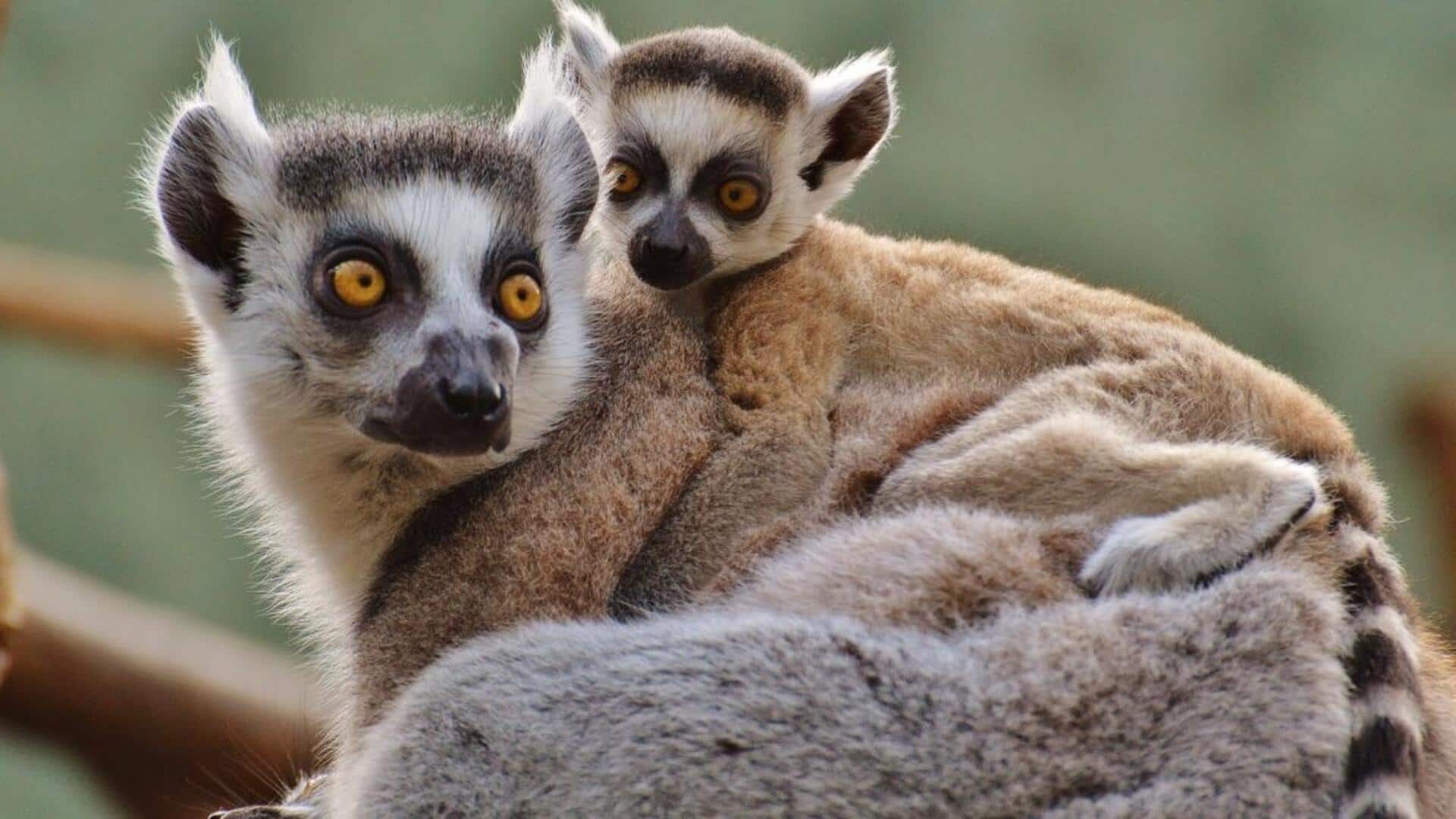 Fakta menarik tentang loris yang perlu Anda tahu