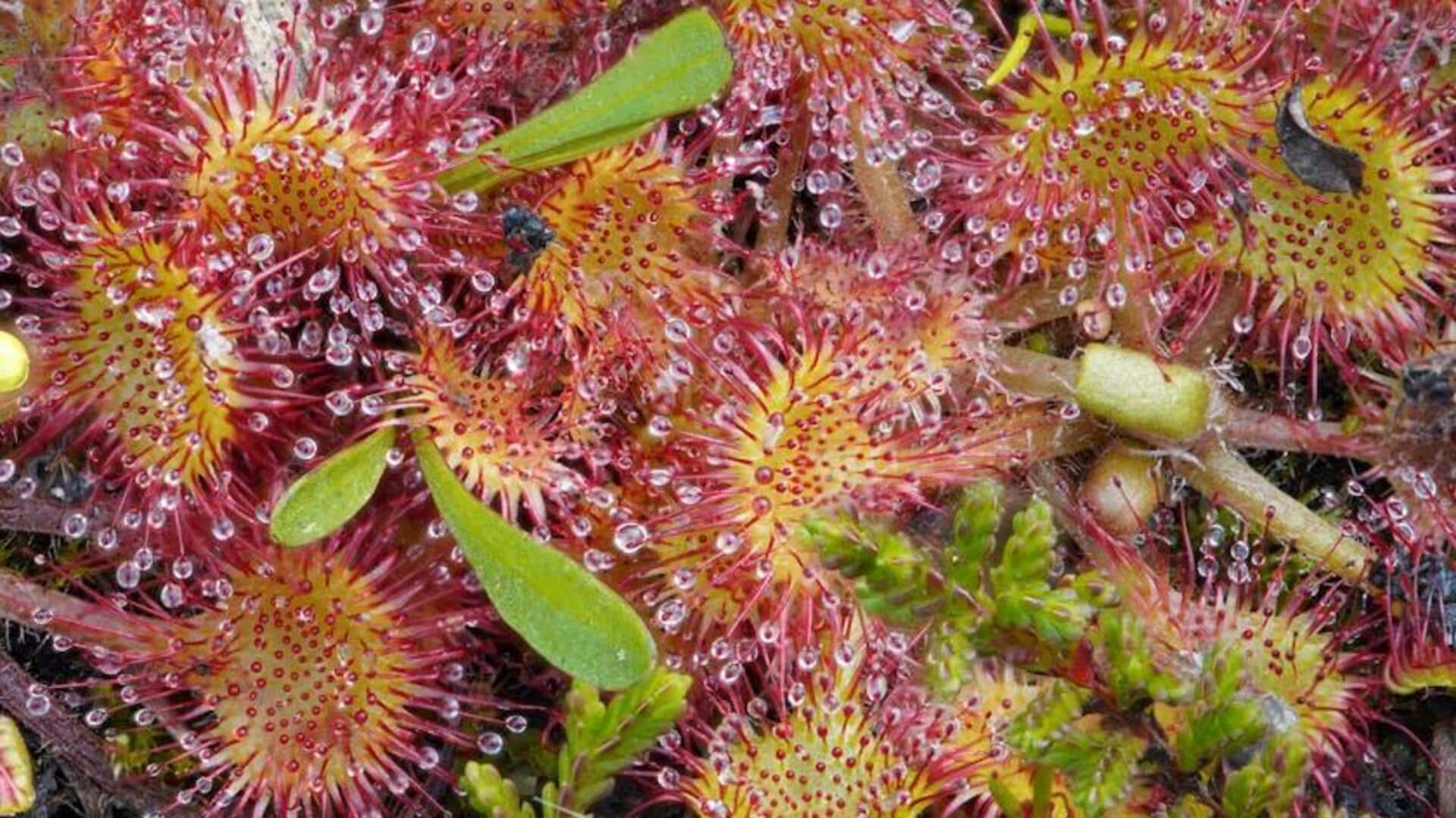 Tanaman Karnivora Menarik dari Indonesia untuk Dalam Ruangan